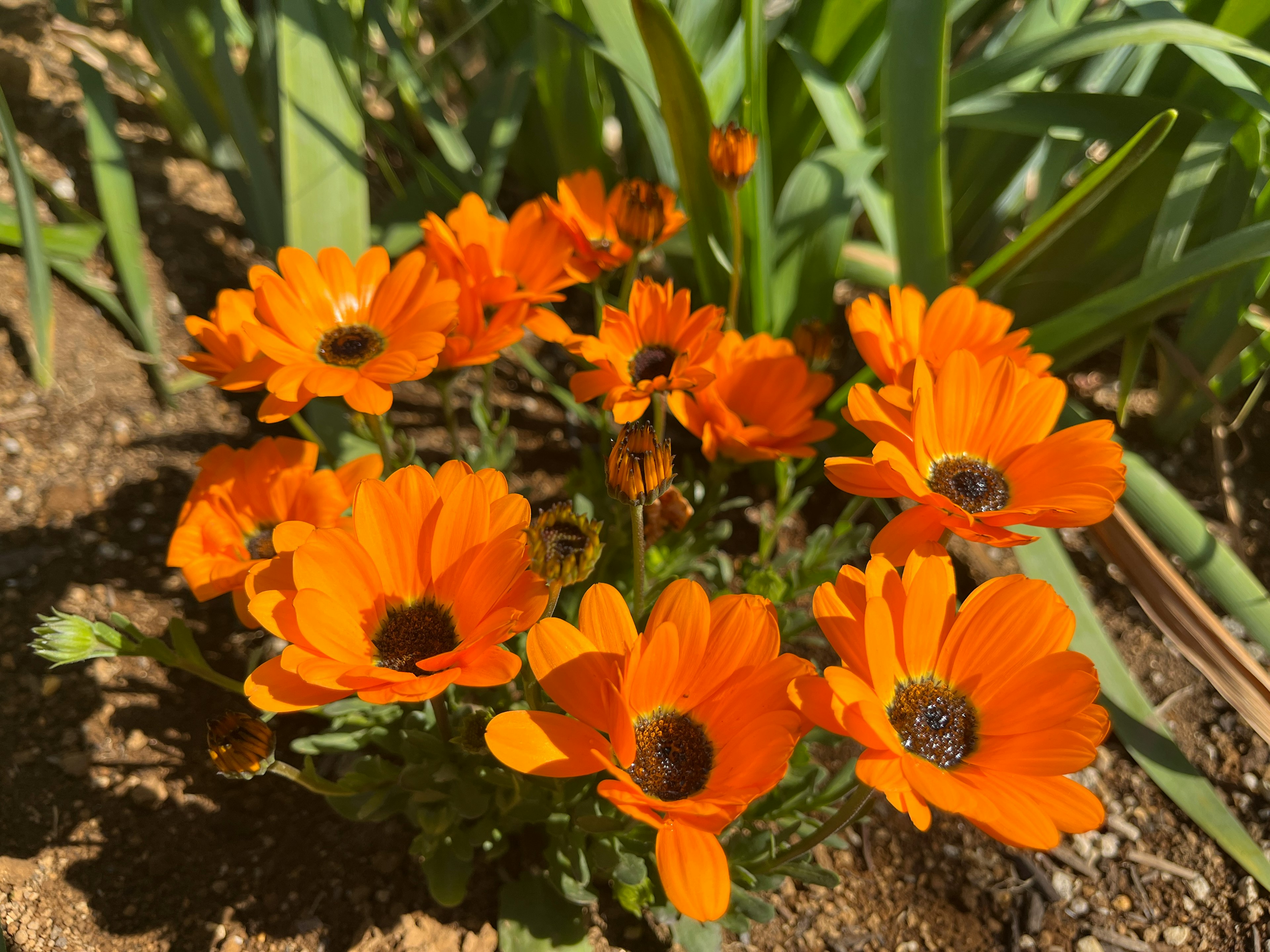 Fiori di anemone arancioni vivaci che sbocciano sotto la luce del sole