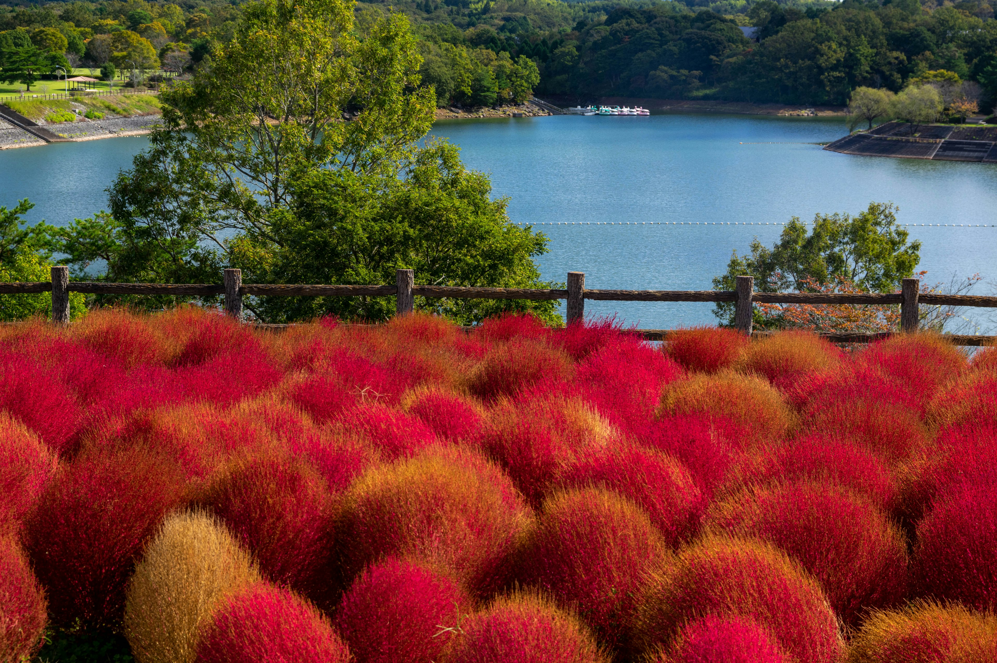 Vibrant landscape of colorful plants with a lake view