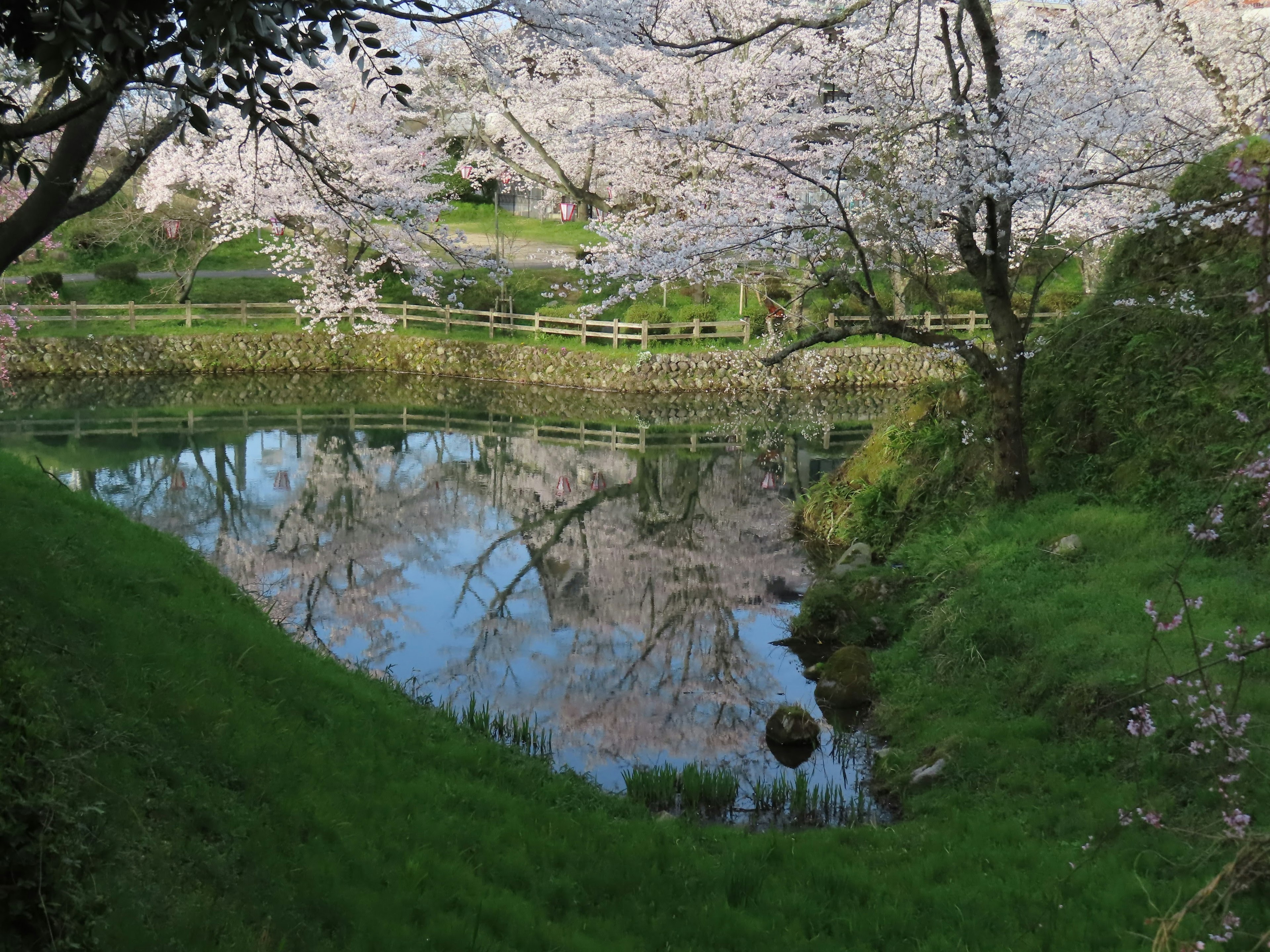 Beau paysage de étang avec des cerisiers en fleurs se reflétant sur l'eau