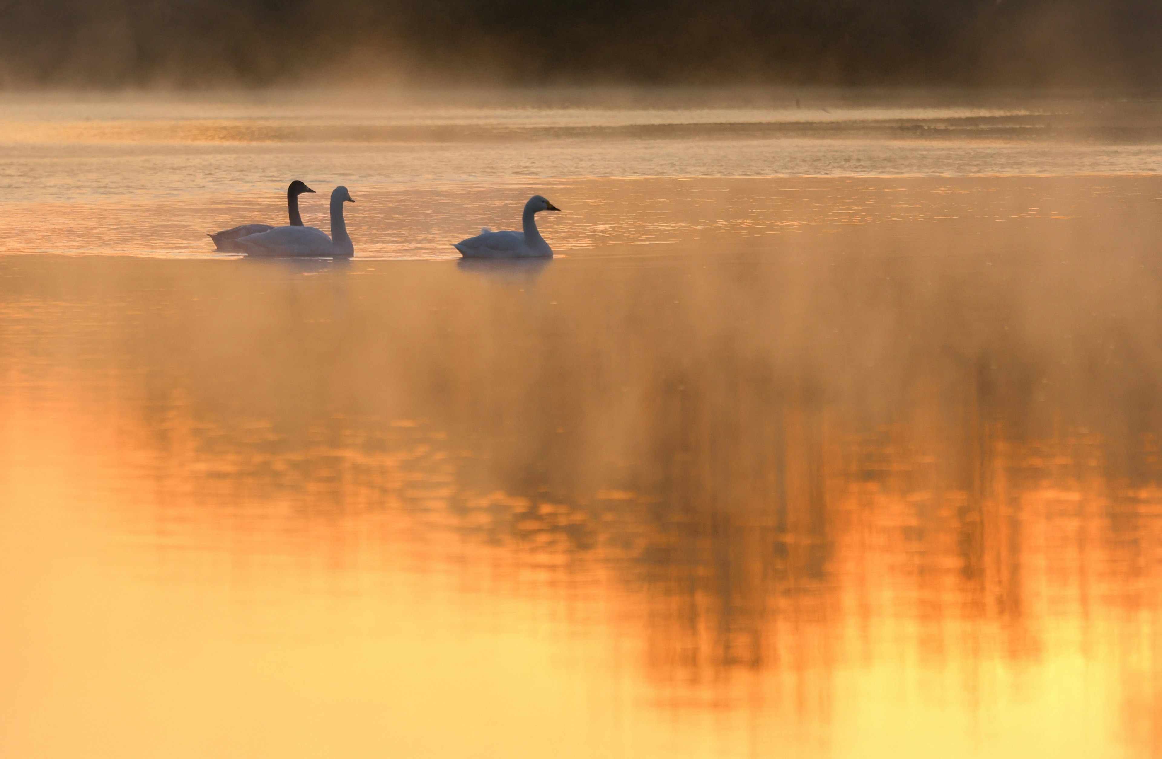 Cigni che nuotano in un lago nebbioso all'alba