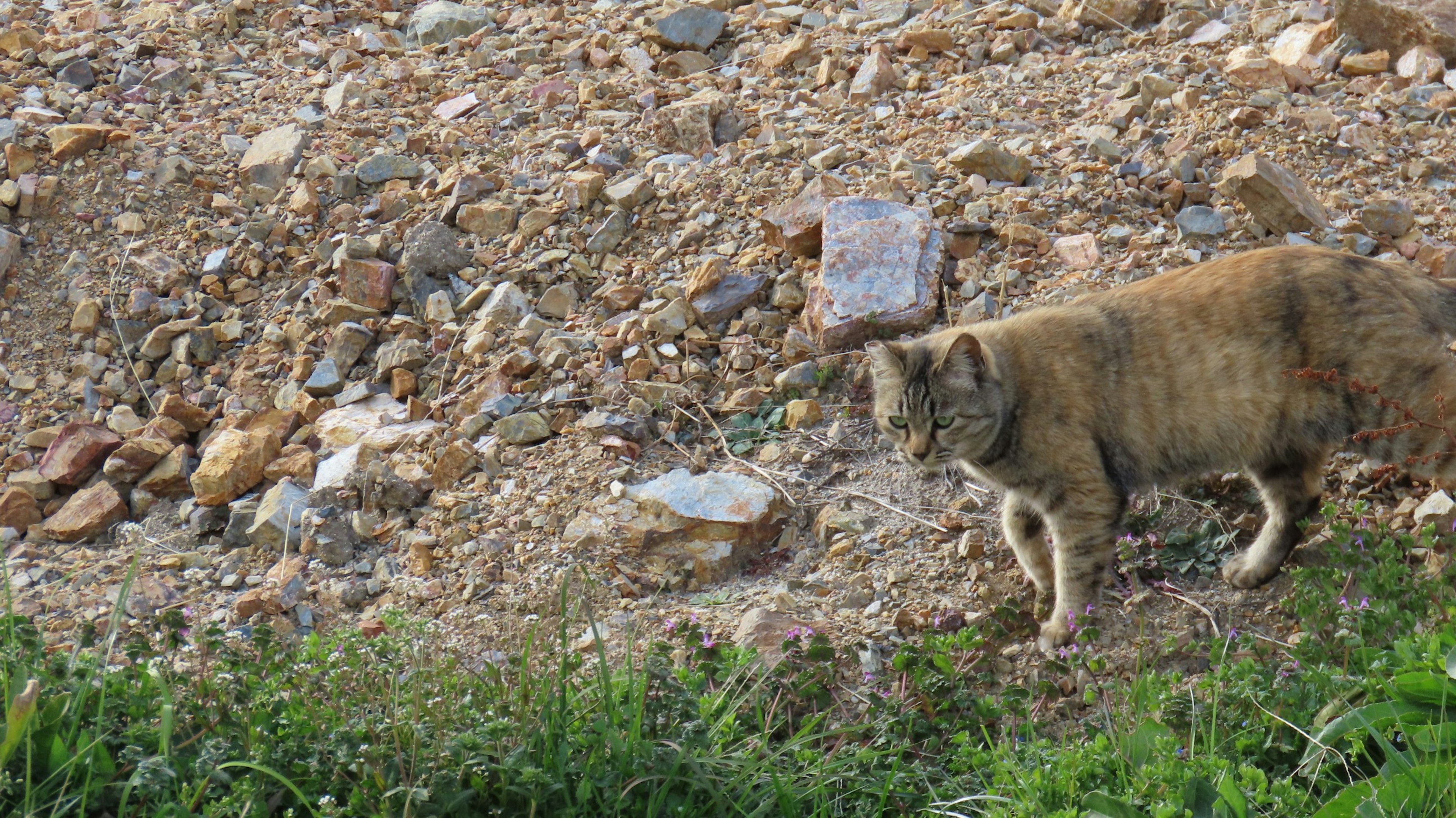 A wild animal walking on the ground with surrounding rocks