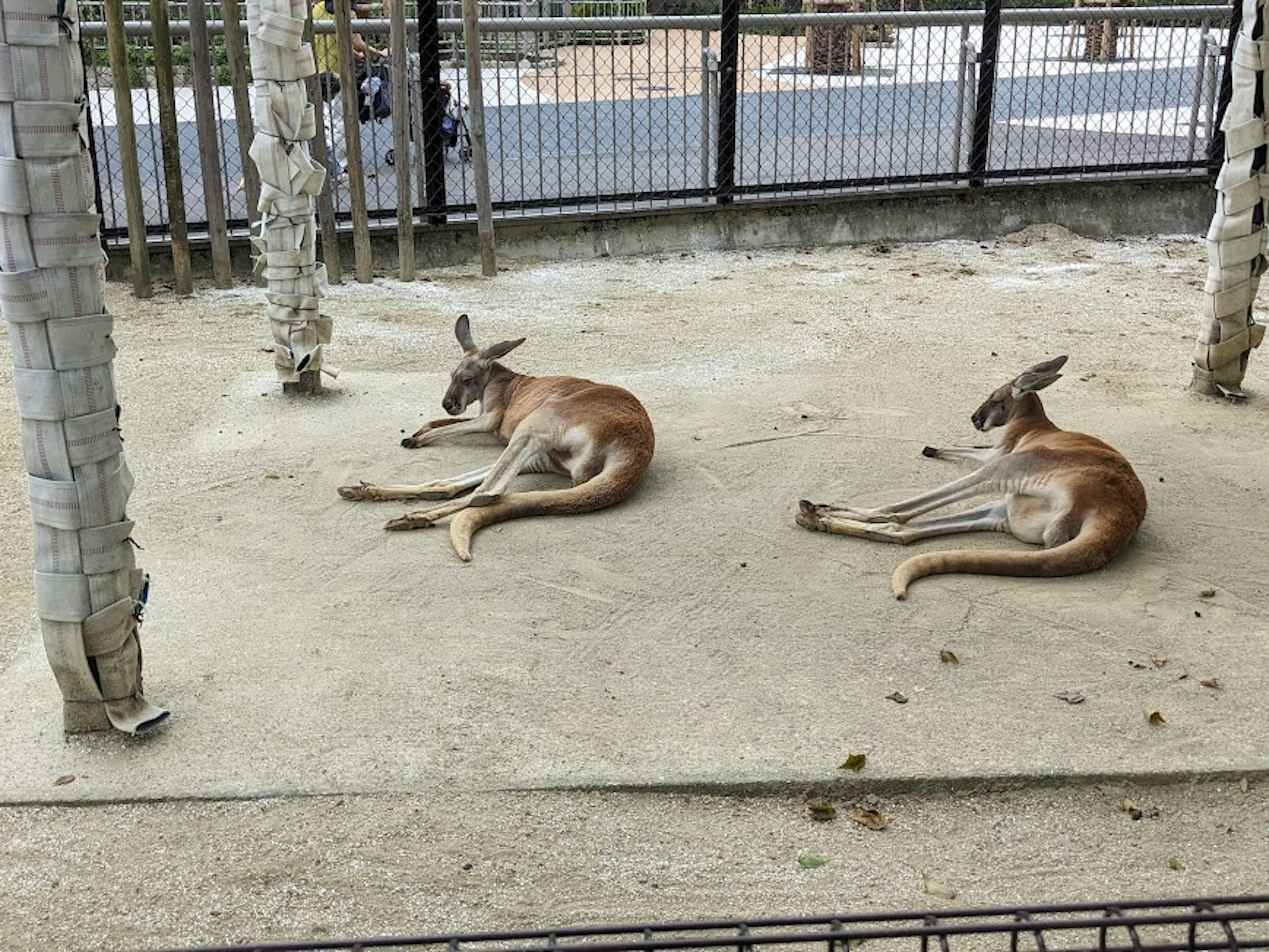 Due canguri sdraiati su una superficie di cemento in un recinto dello zoo