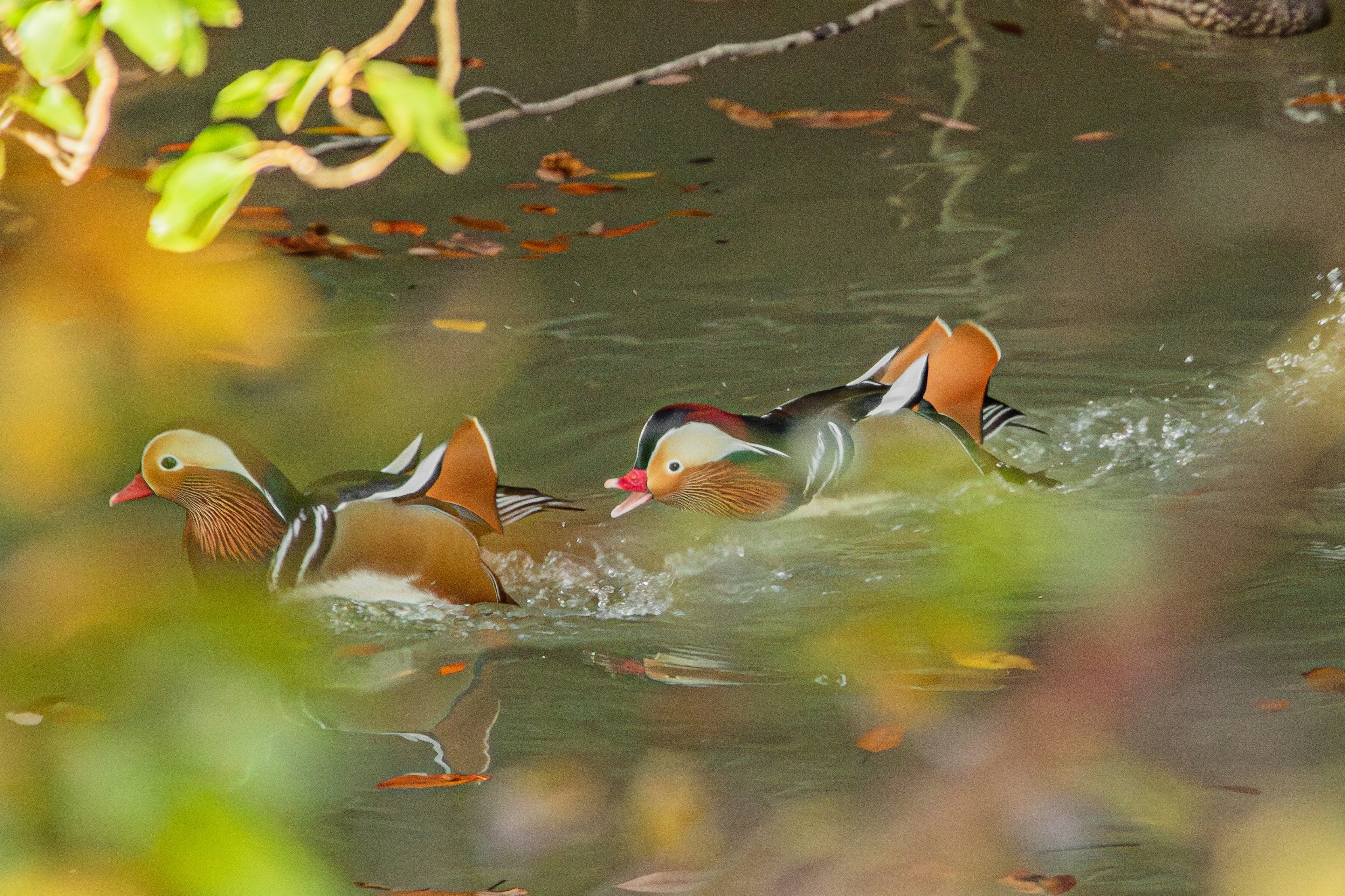 A group of mandarin ducks swimming on the water featuring vibrant plumage