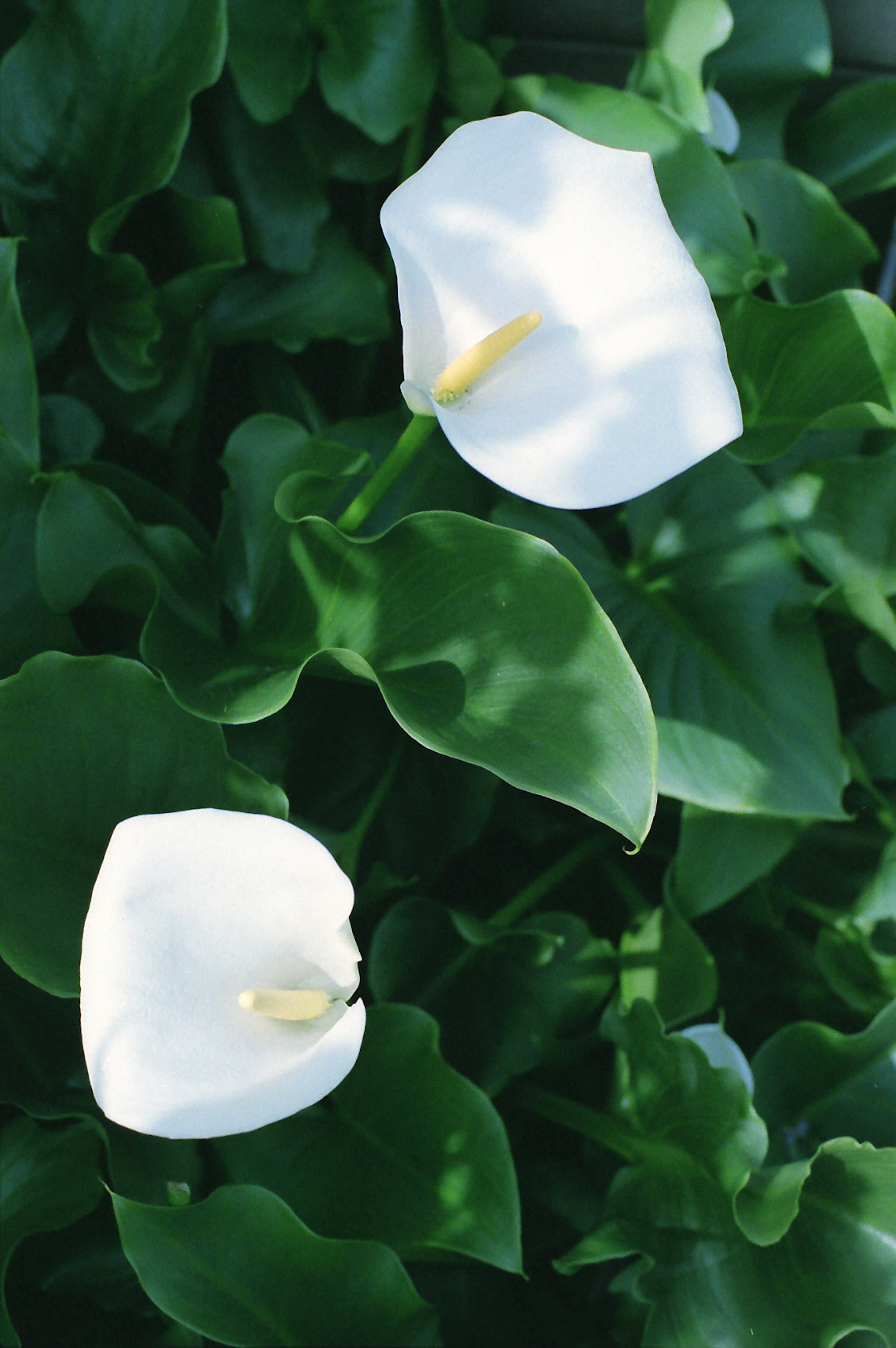 Zwei weiße Calla-Lilienblüten zwischen grünen Blättern