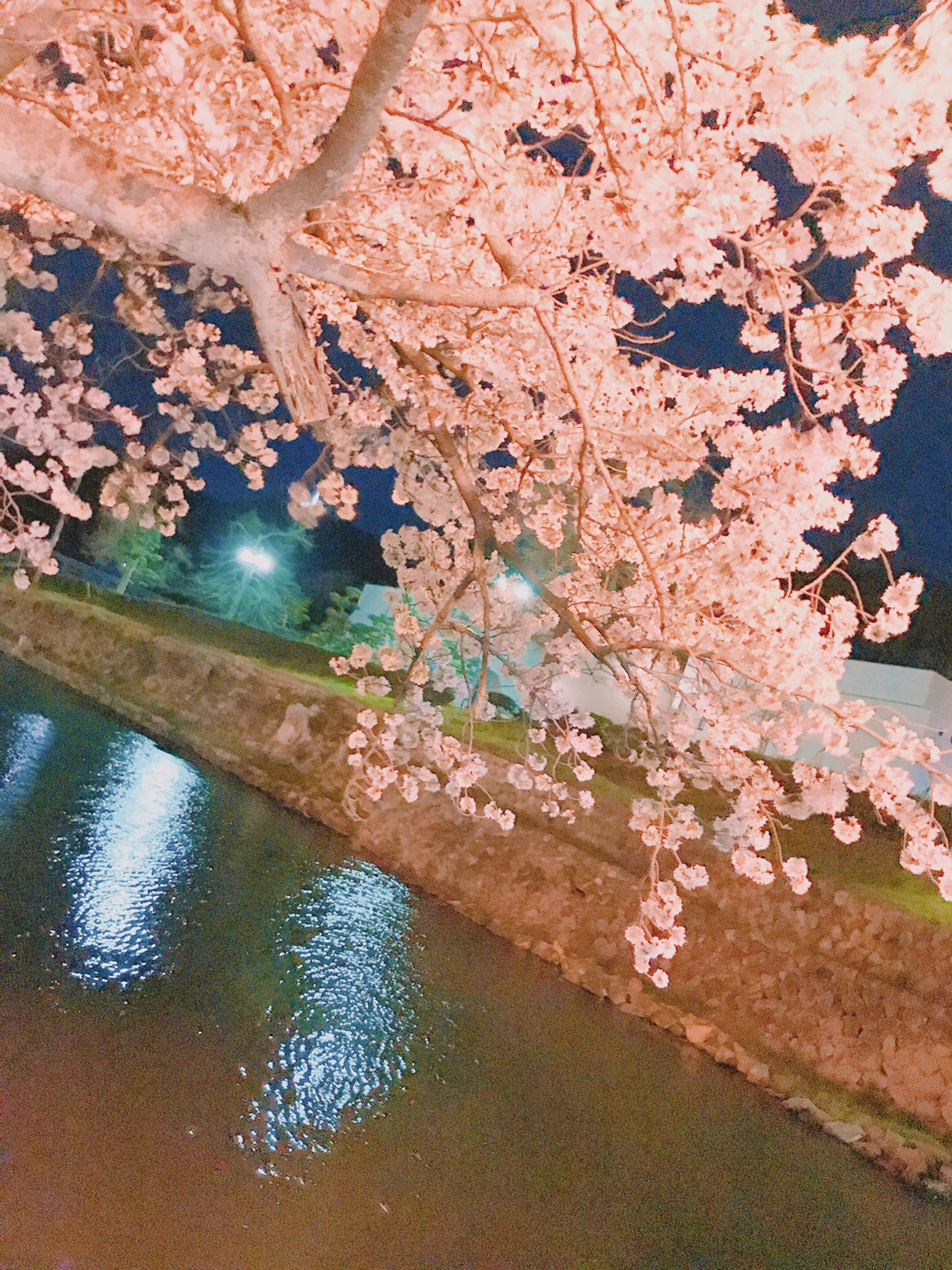 Schöne Nachtansicht der Kirschblüten, die sich im Wasser spiegeln