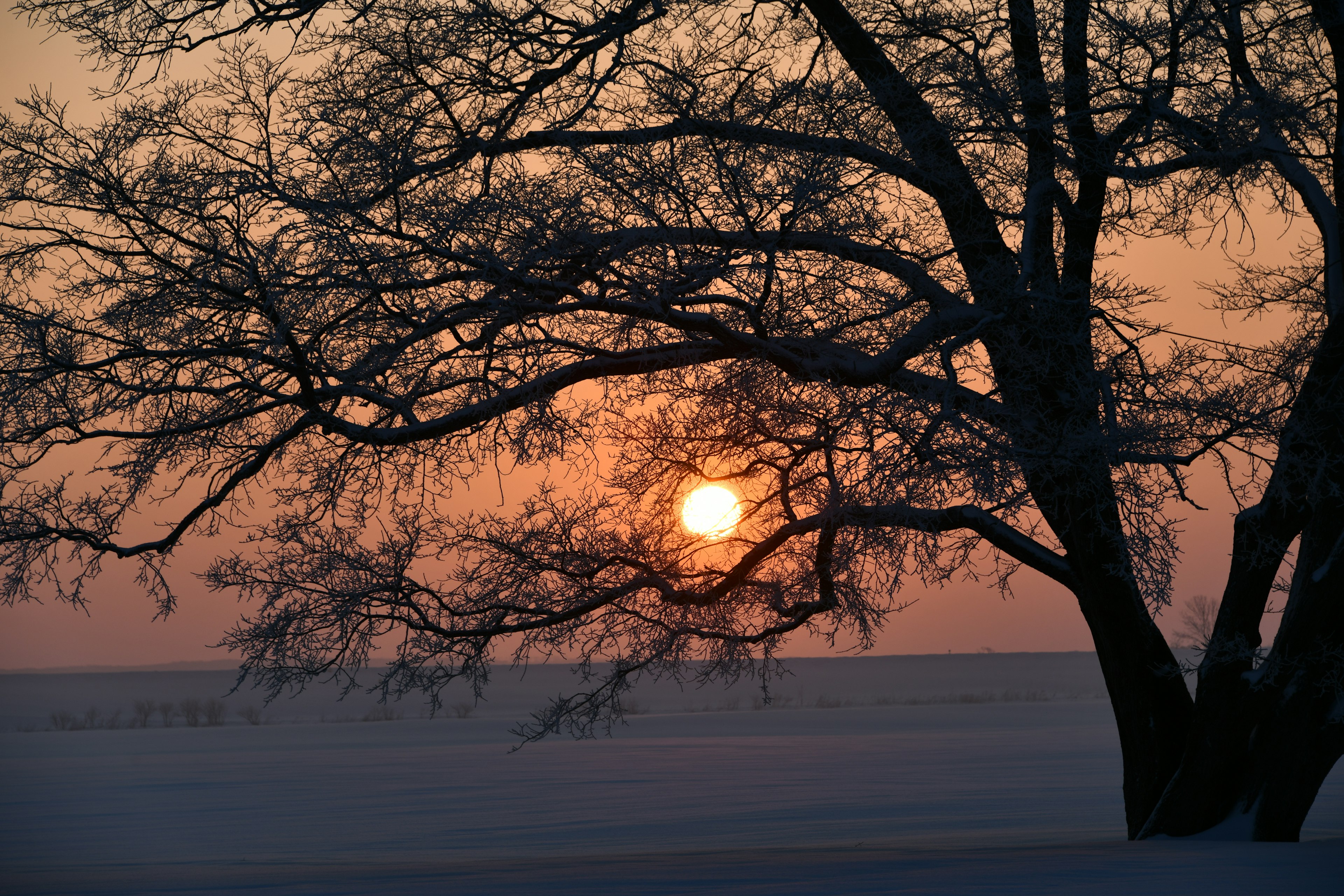 Silhouette of a tree with branches against a sunset