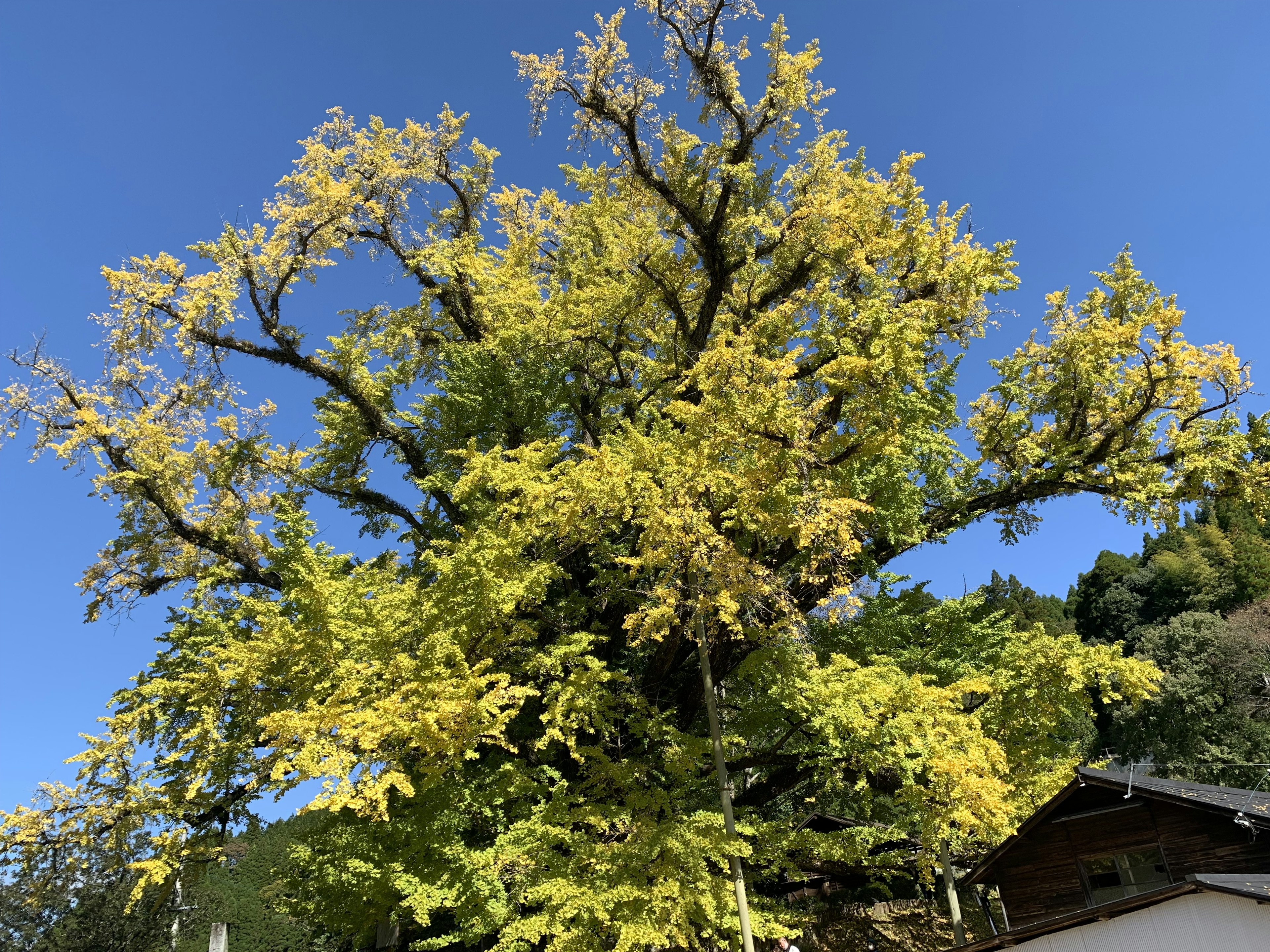 Grande albero con foglie gialle sotto un cielo blu