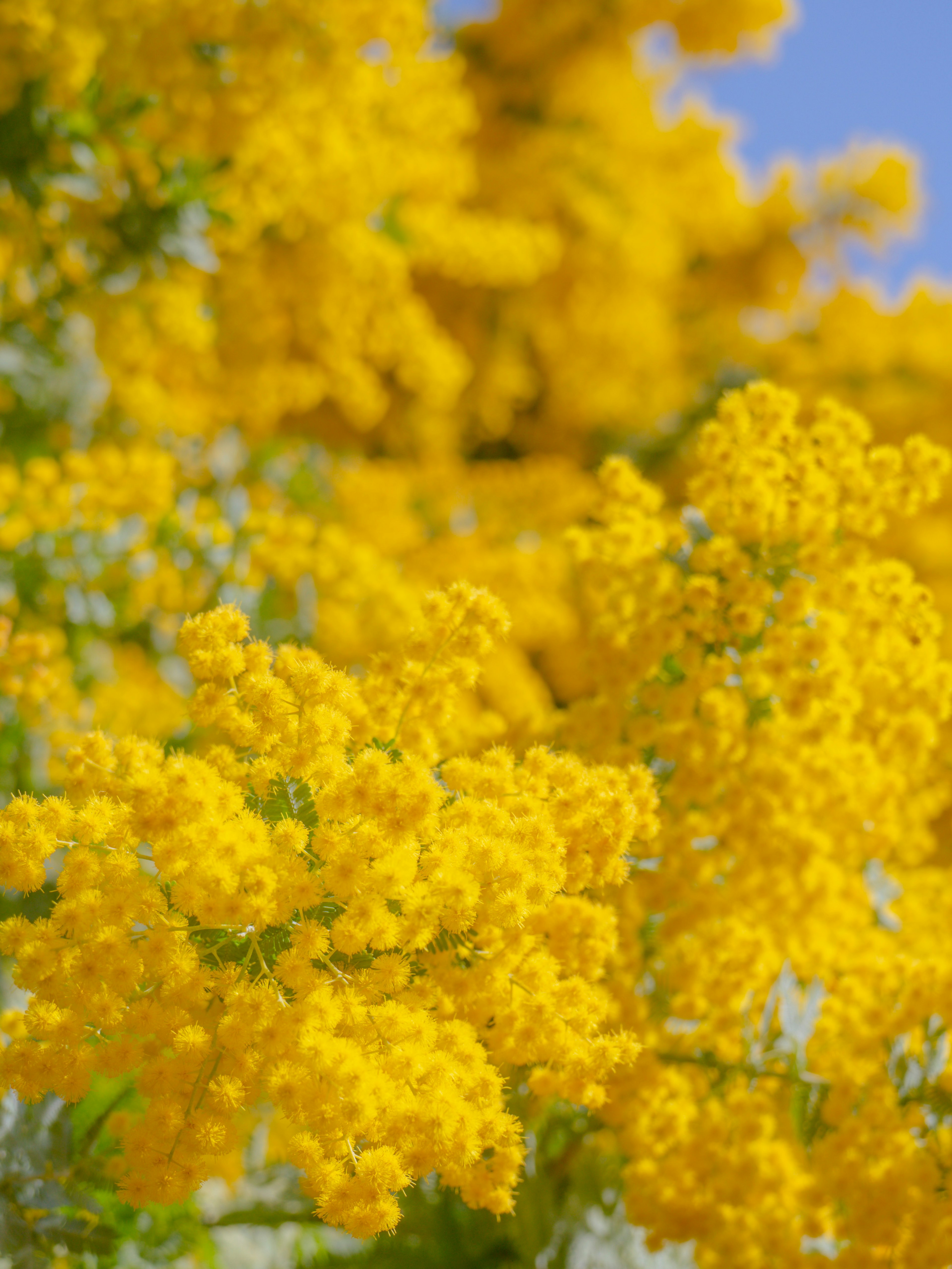 鮮やかな黄色の花が咲いている風景