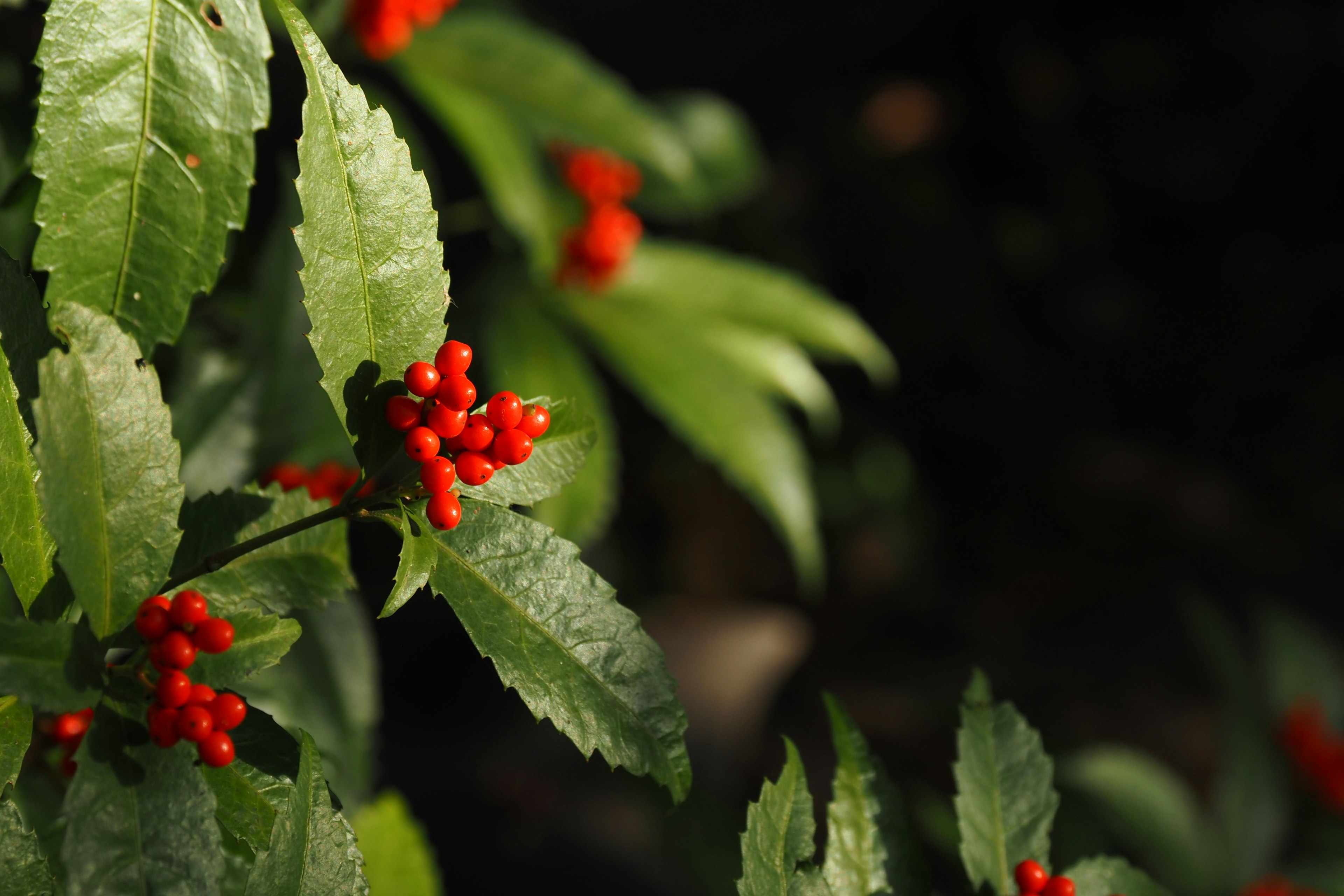 Acercamiento de una planta con bayas rojas y hojas verdes