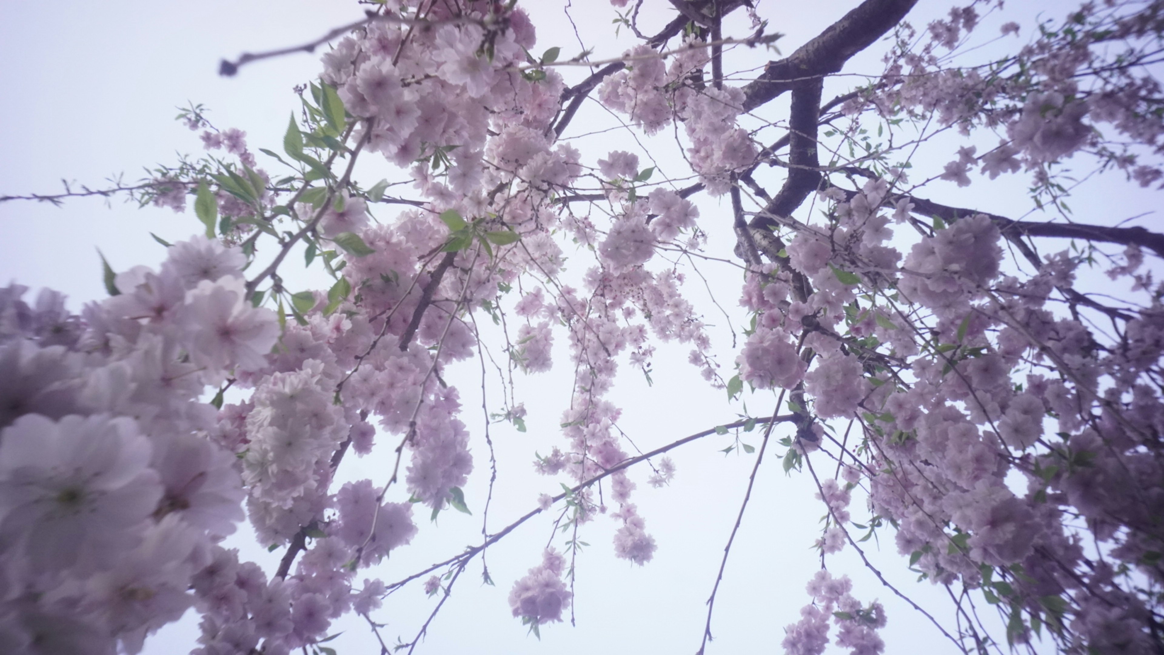 Pemandangan dari bawah cabang bunga sakura dengan bunga merah muda