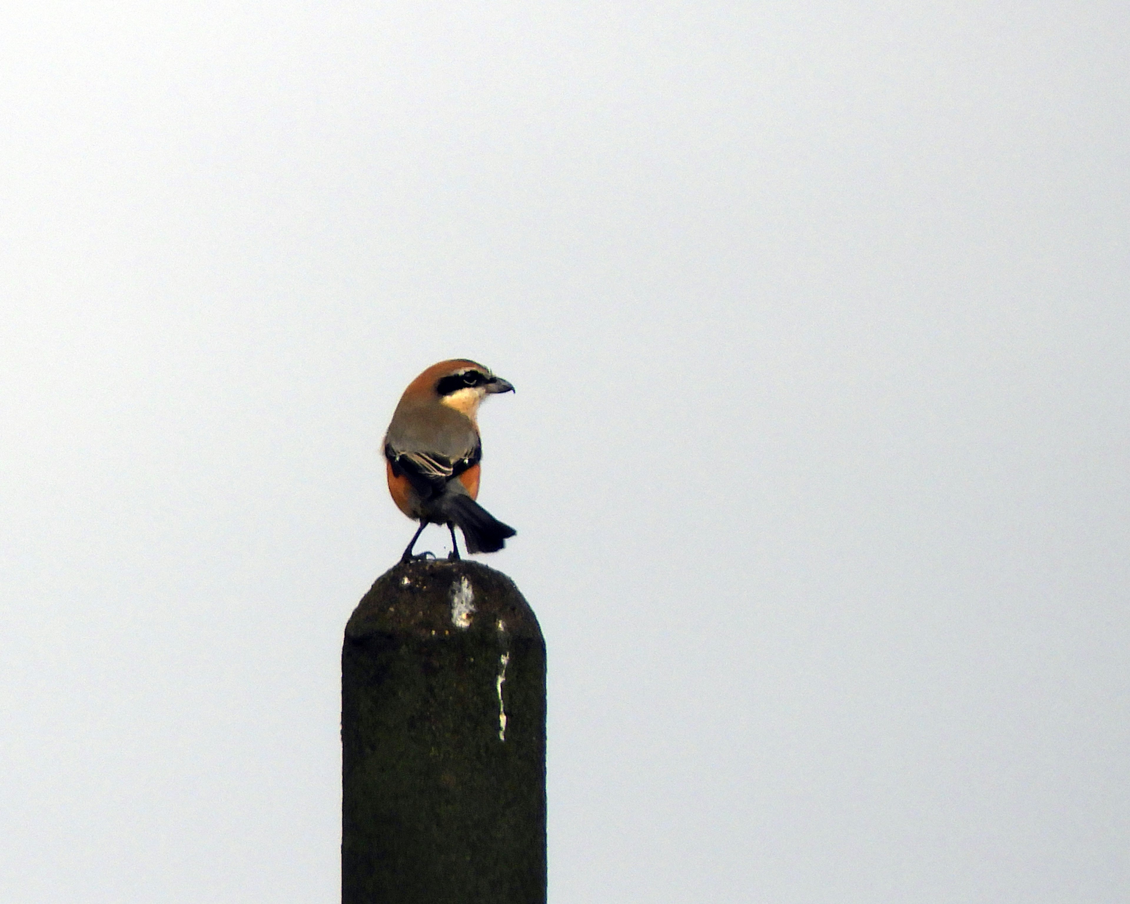 Ein kleiner Vogel mit orangefarbener Brust sitzt auf einem Pfosten