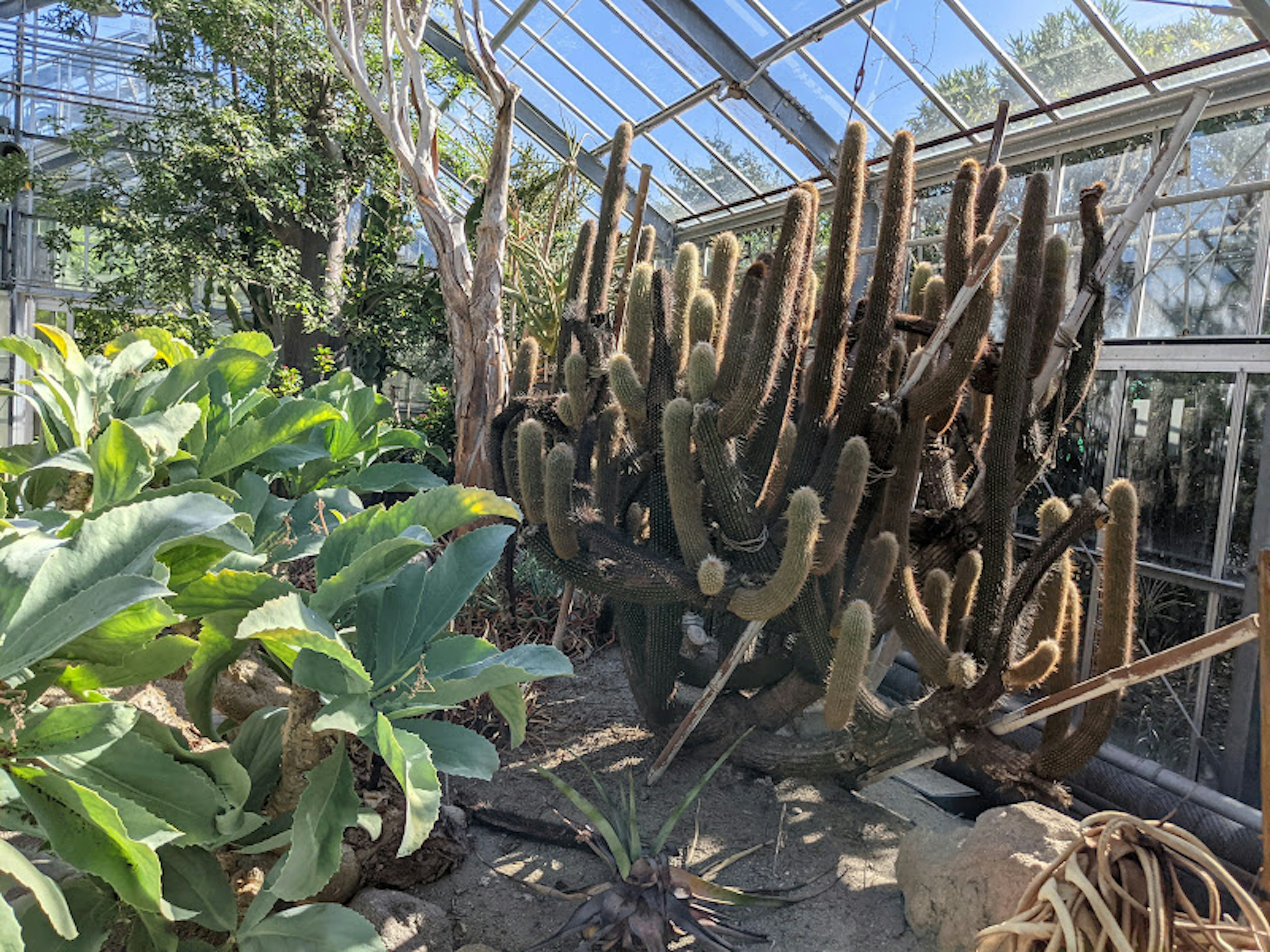 Large cactus and green plants inside a greenhouse