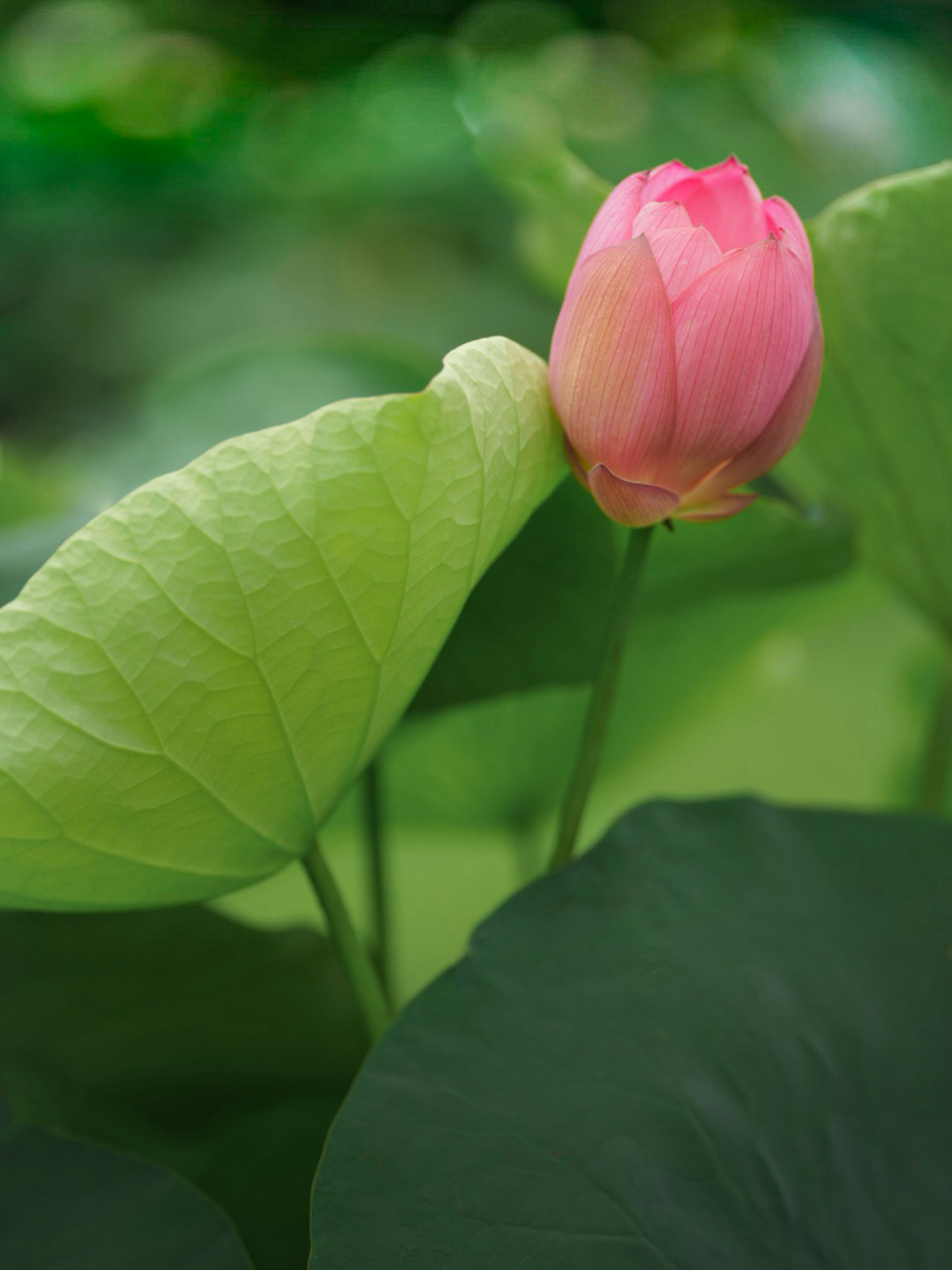 Vibrant pink lotus bud with large green leaves in a serene setting