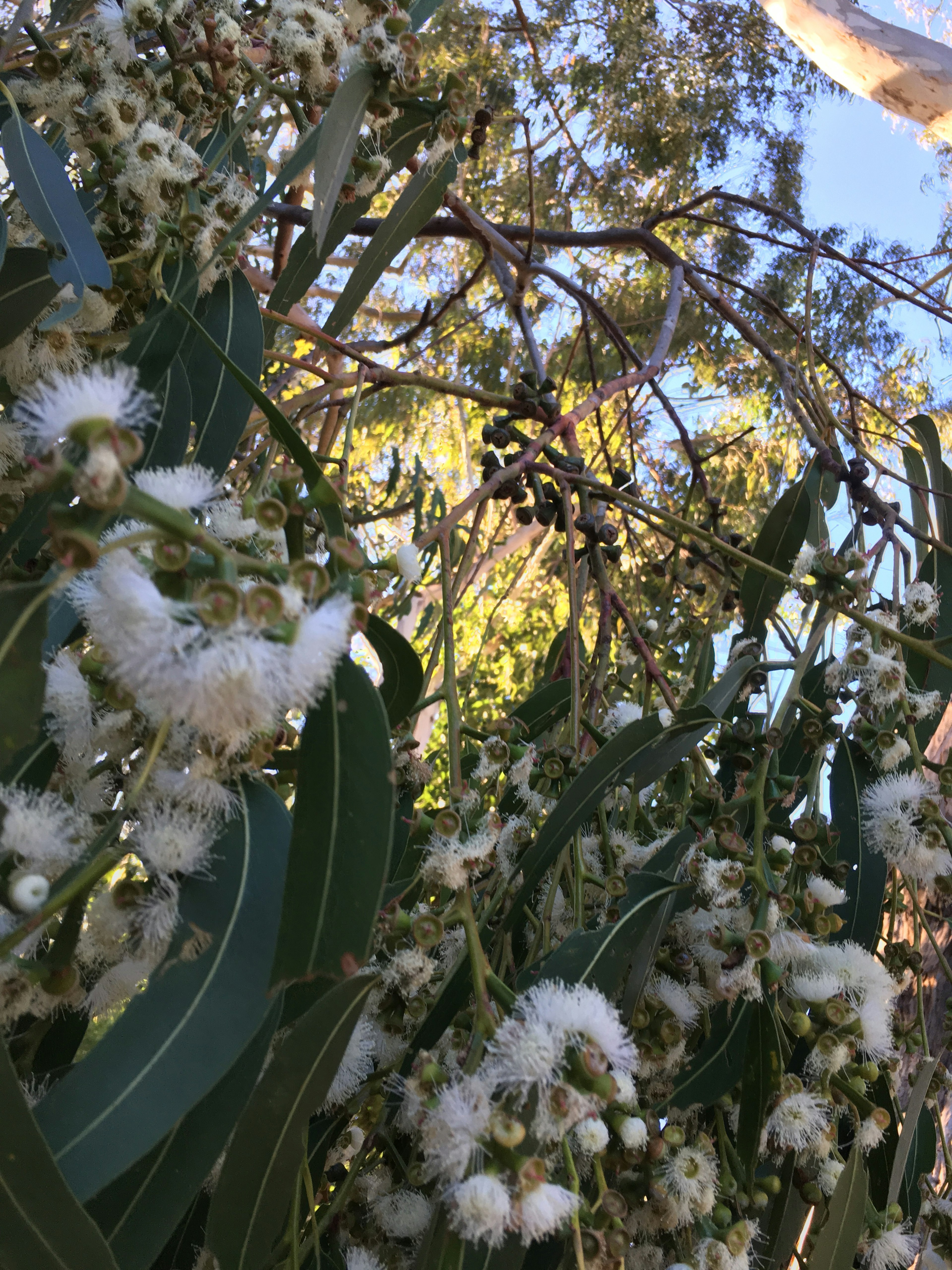 Close-up of a plant with white flowers and green leaves