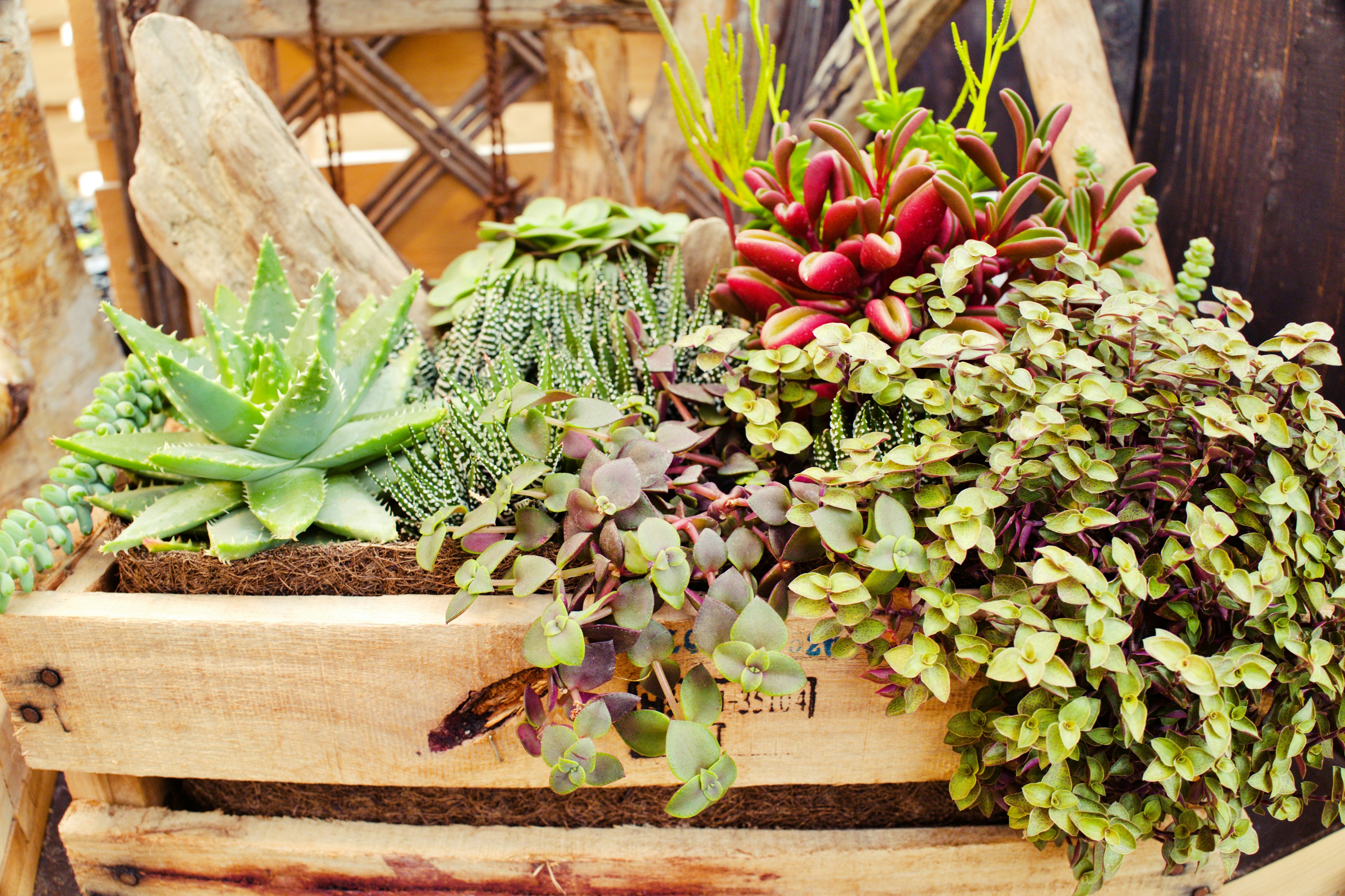 A variety of succulents and green plants arranged in a wooden crate