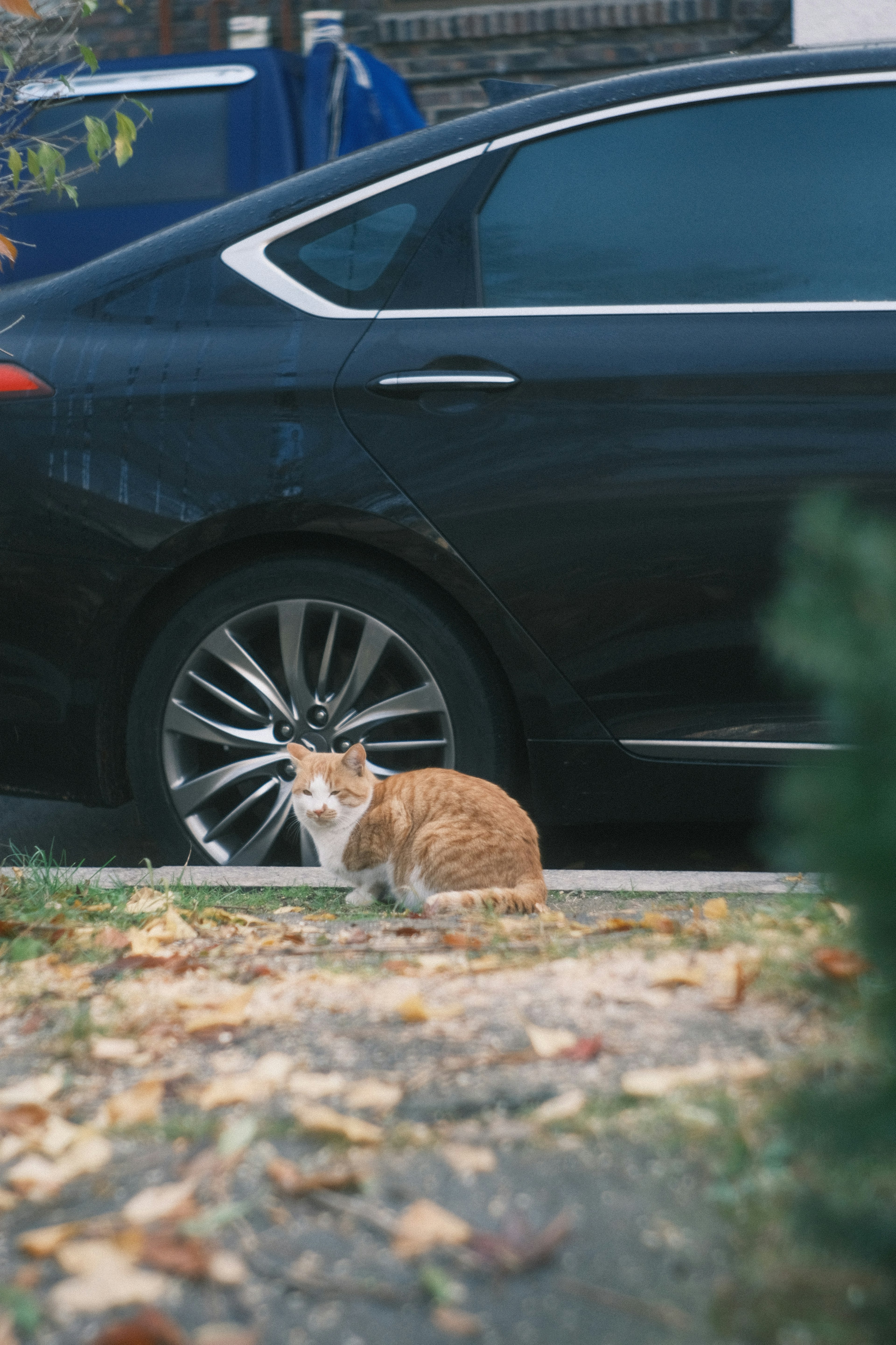 Kucing oranye dan putih duduk di samping mobil hitam