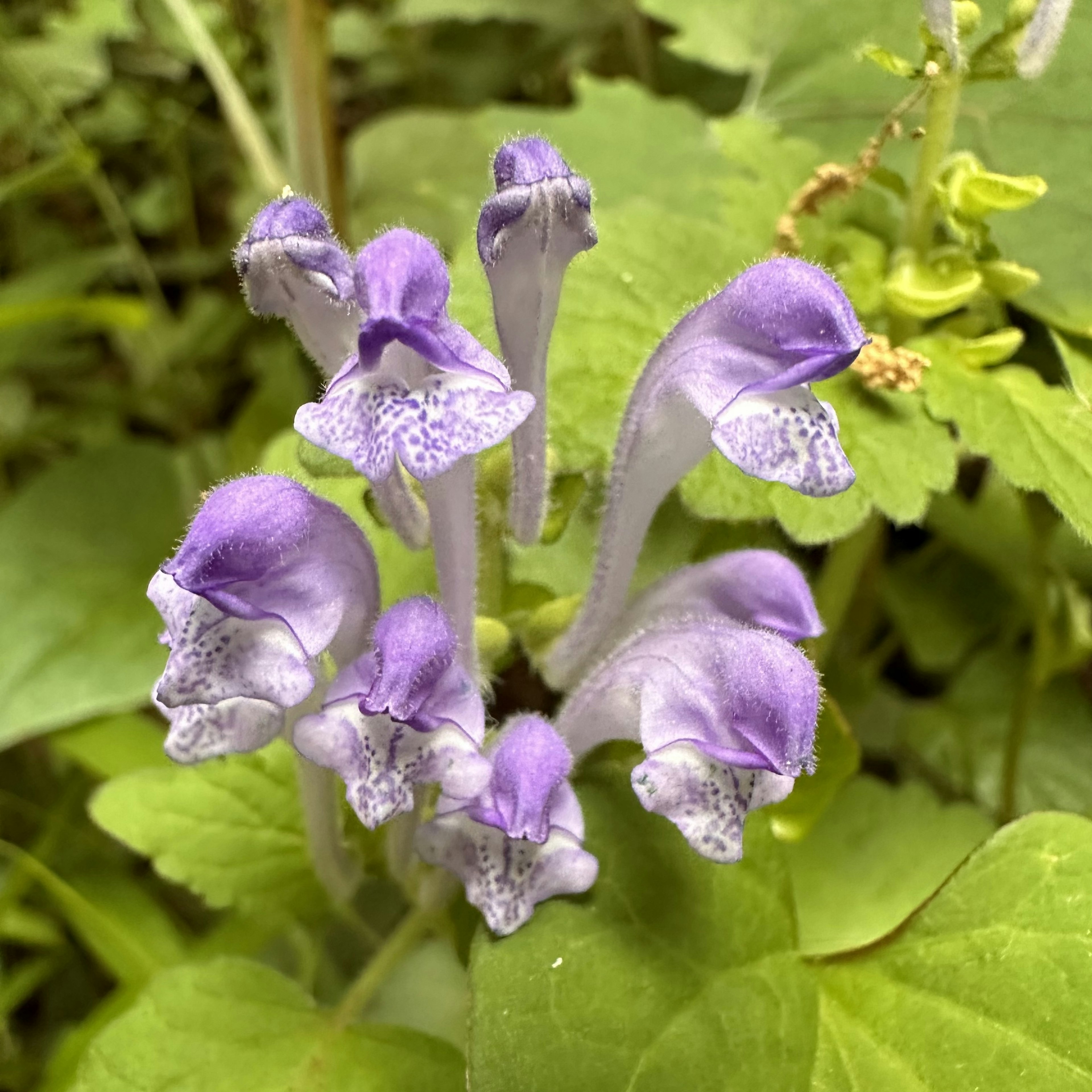 Close-up photo of a plant with distinctive purple flowers