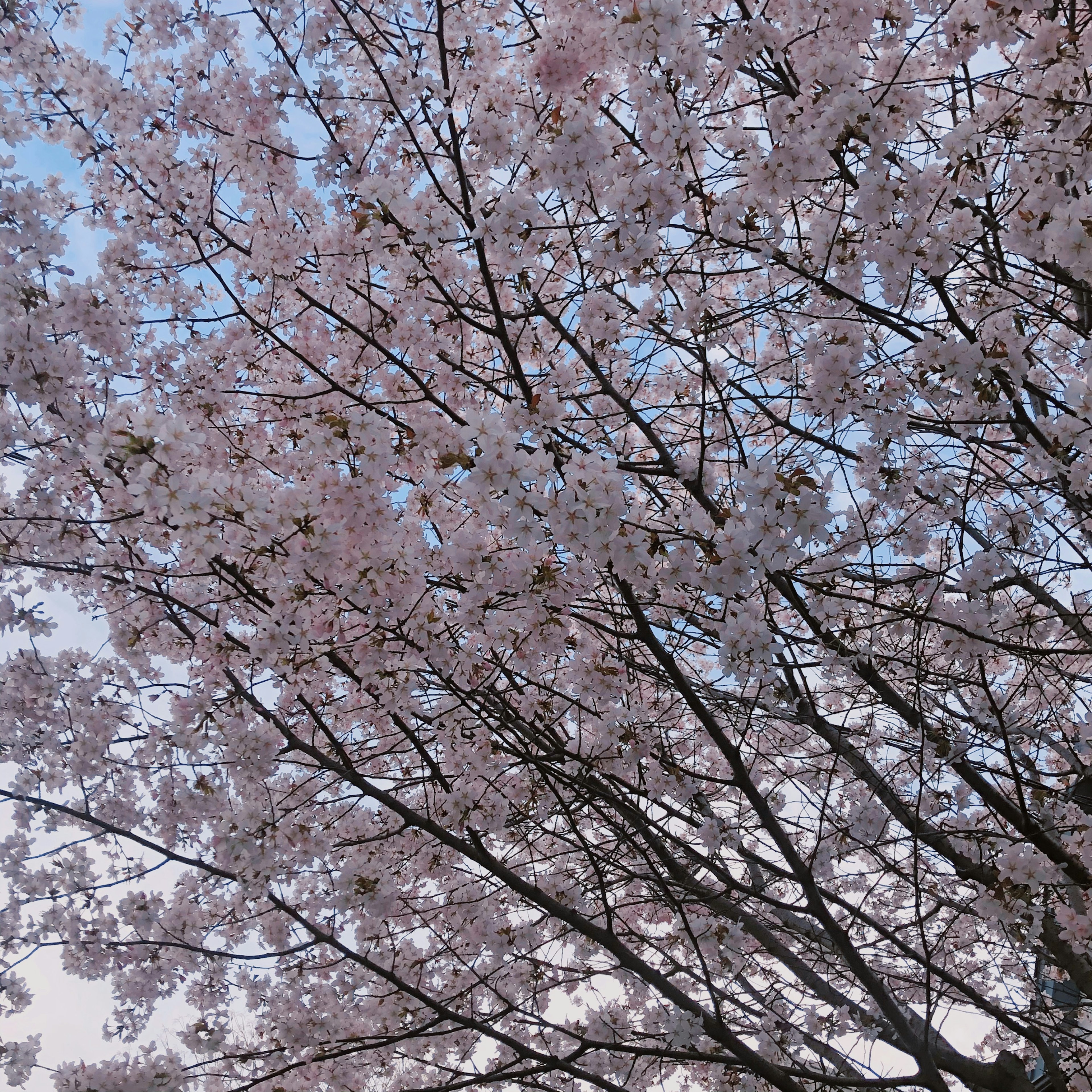 Close-up of cherry blossom branches in full bloom