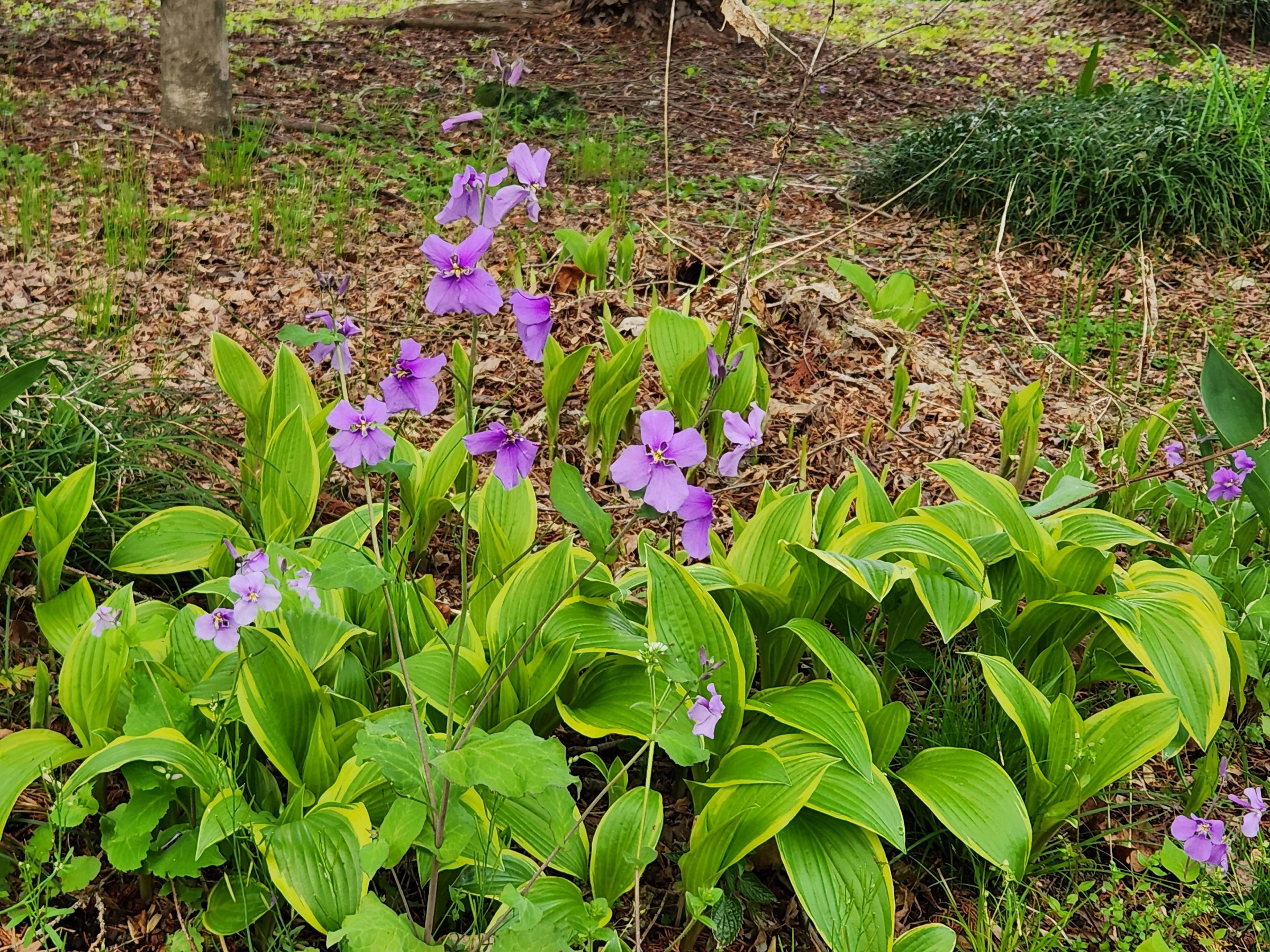 紫色の花と緑の葉がある庭の植物