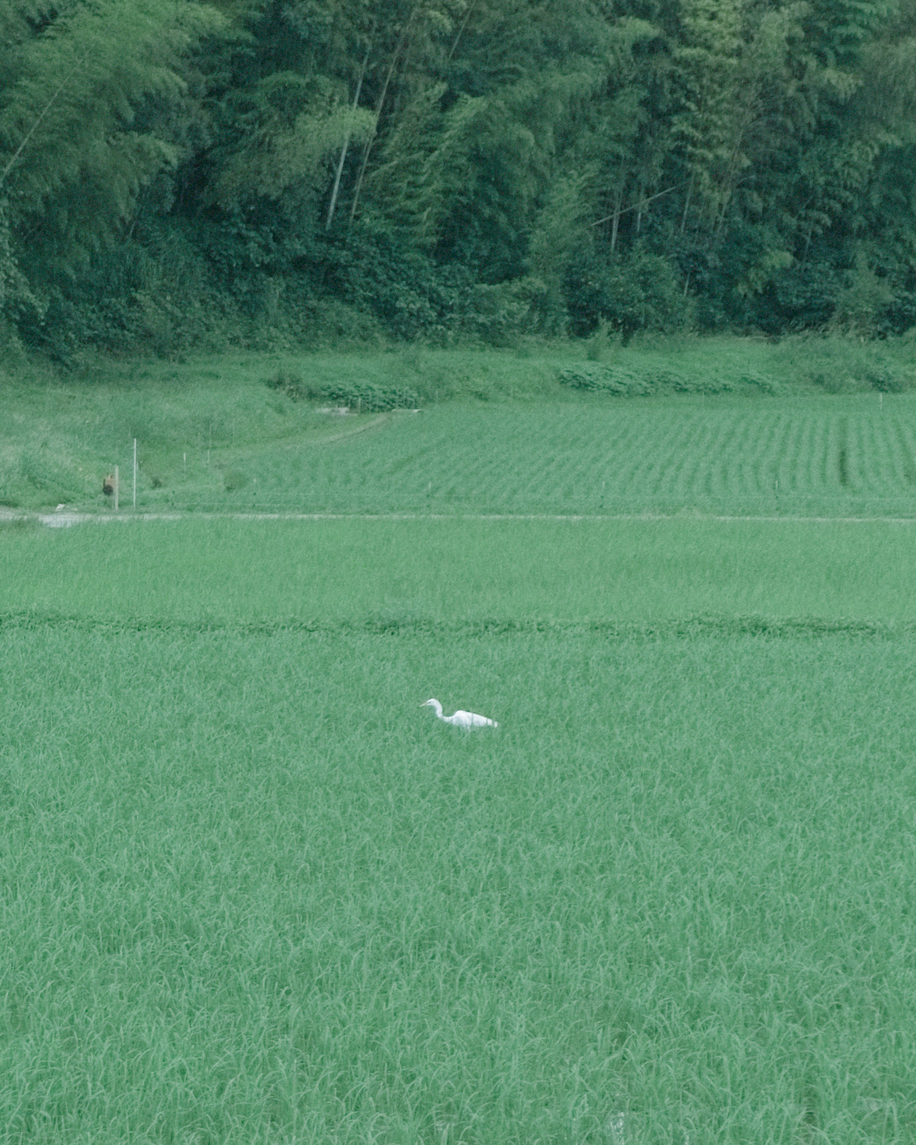 A white heron standing in a green rice field with lush greenery in the background