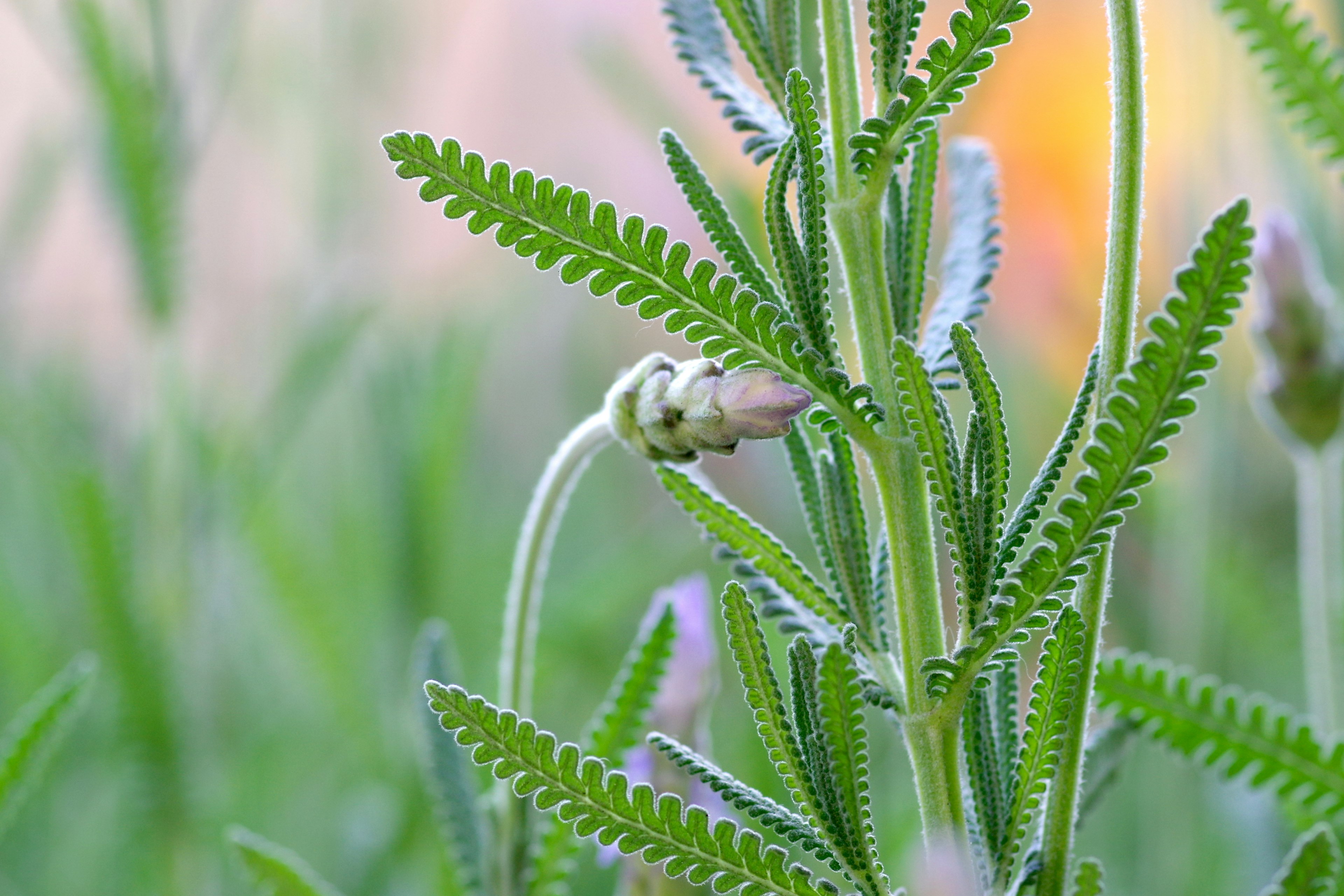 緑の葉とつぼみを持つ植物のクローズアップ