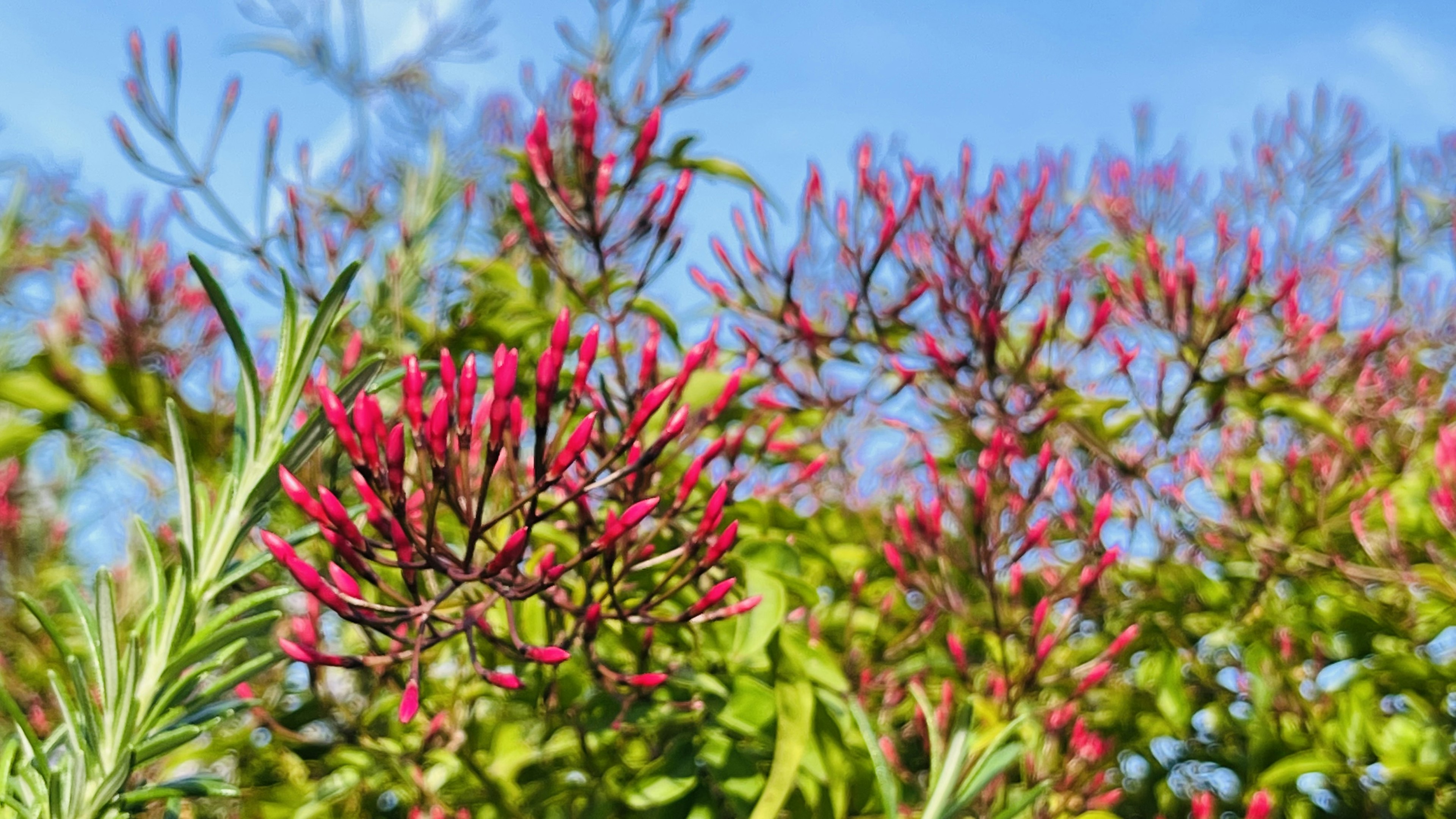 鮮やかな赤い花と緑の葉の植物が青空の下で見える