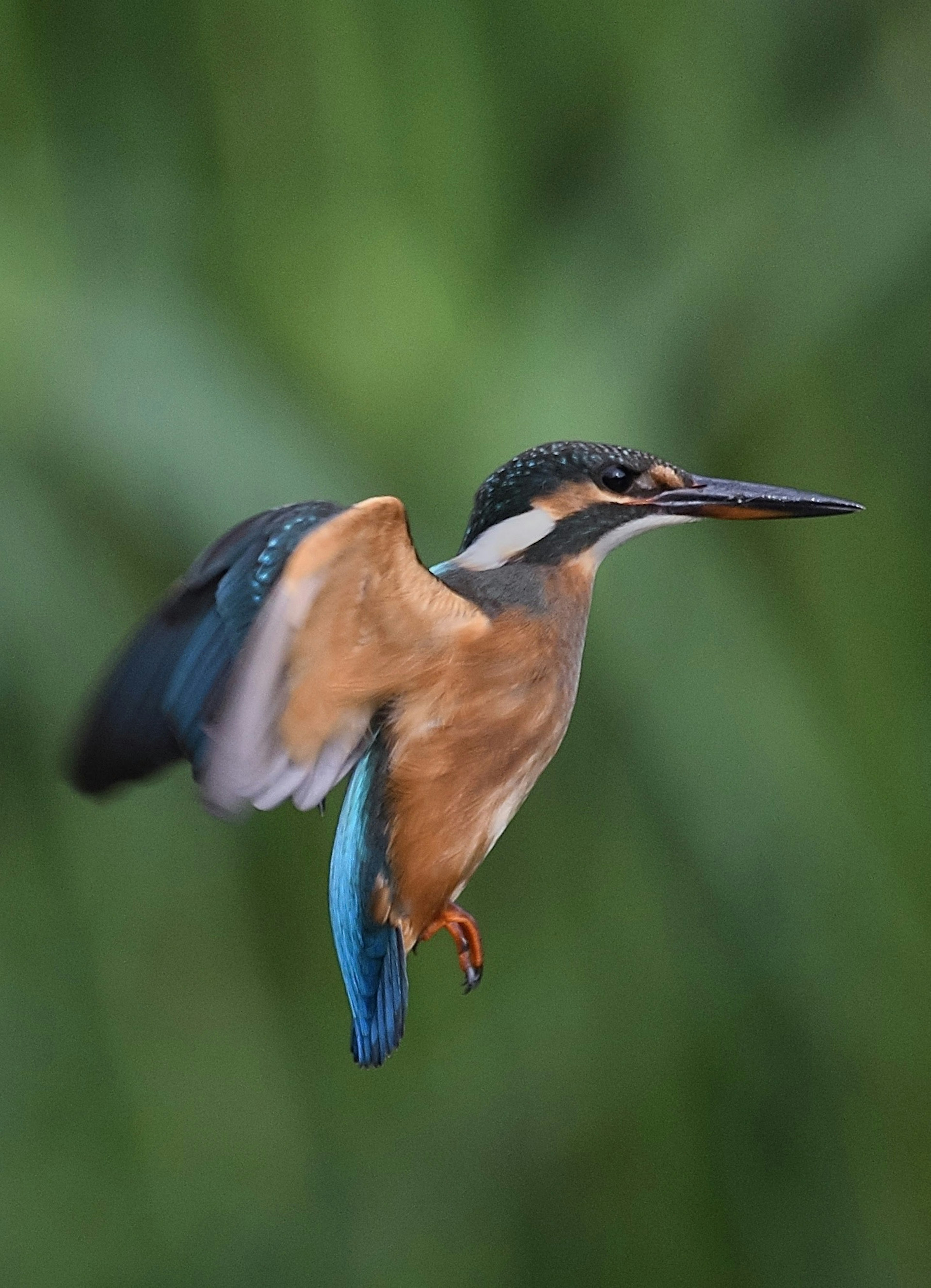 A kingfisher in flight showcasing vibrant feathers against a green background