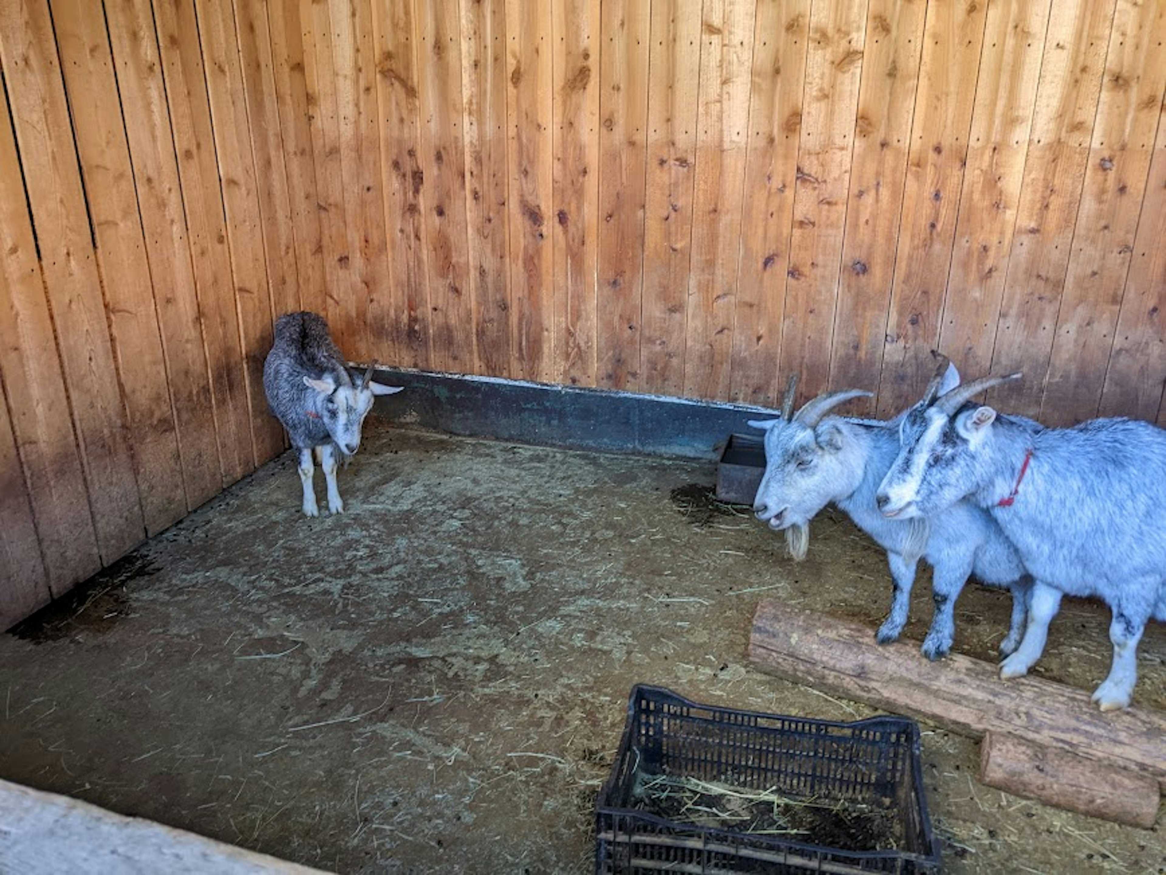 Tres cabras y un cabrito en un granero de madera