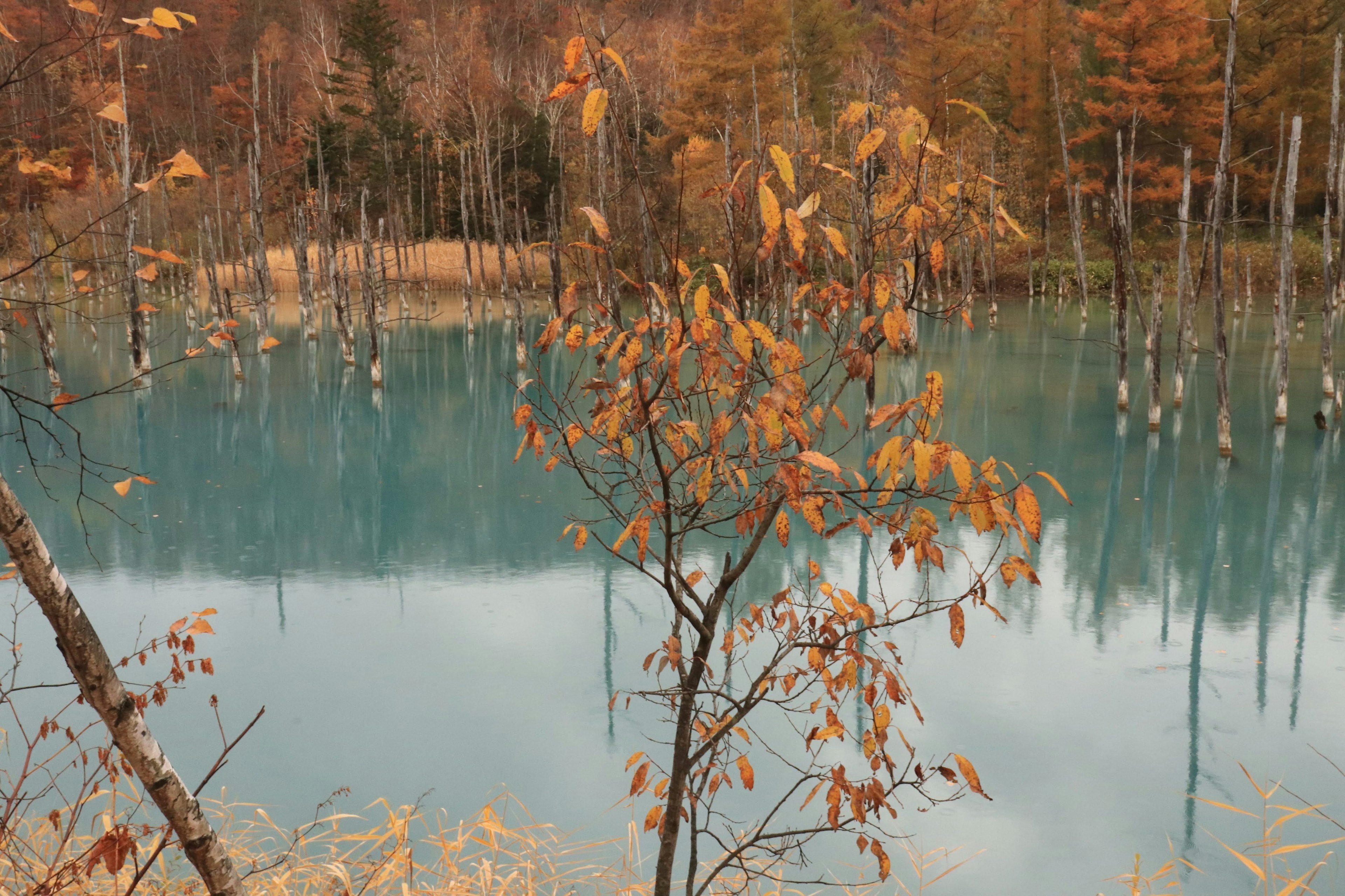 Pemandangan musim gugur dengan pohon kecil berdaun oranye dan pohon mati terendam yang terpantul di air turquoise