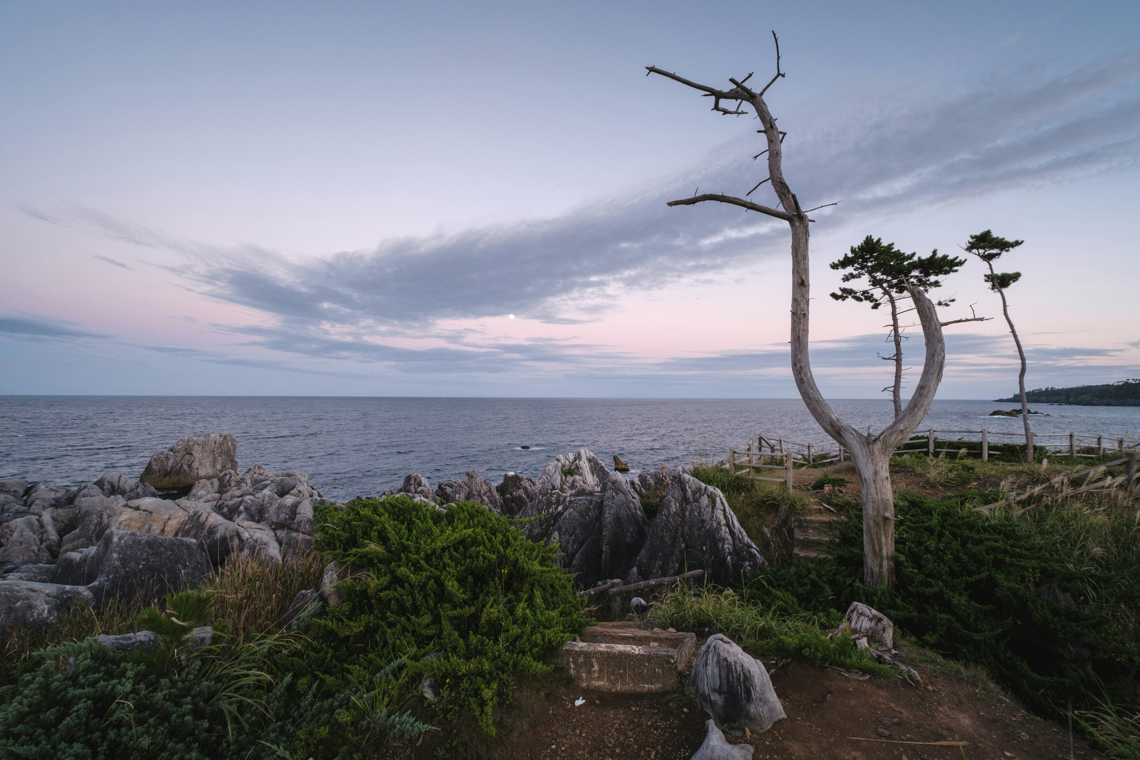 Unique shaped trees and scattered rocks along a seaside landscape