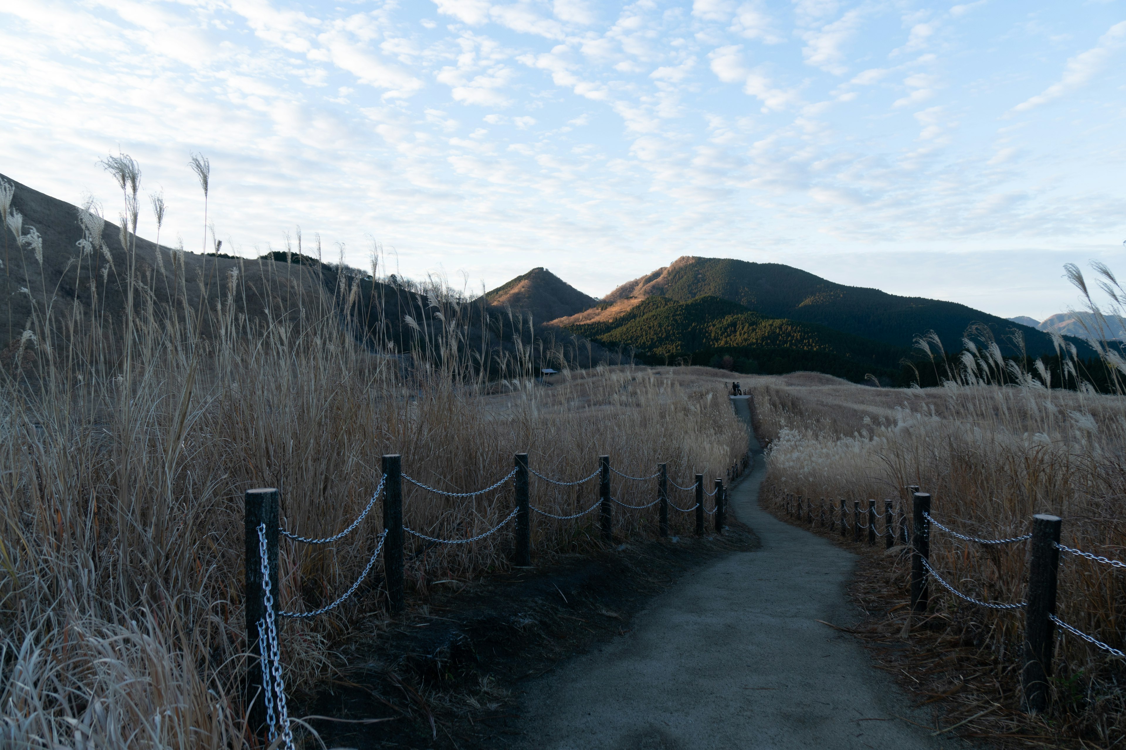 Pathway through tall grass with mountains and blue sky in the background