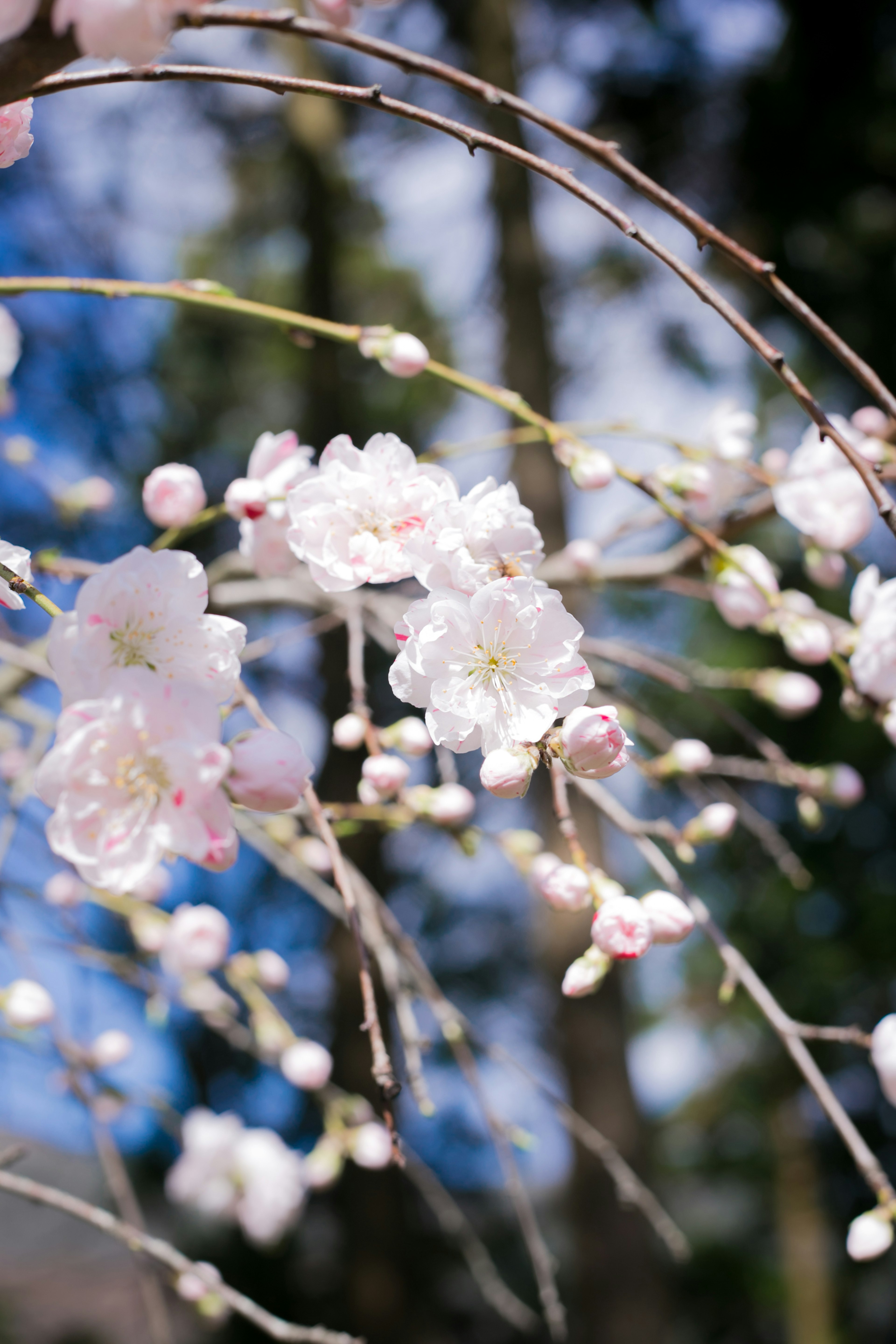 Kedekatan cabang bunga sakura dengan bunga merah muda di latar belakang langit biru