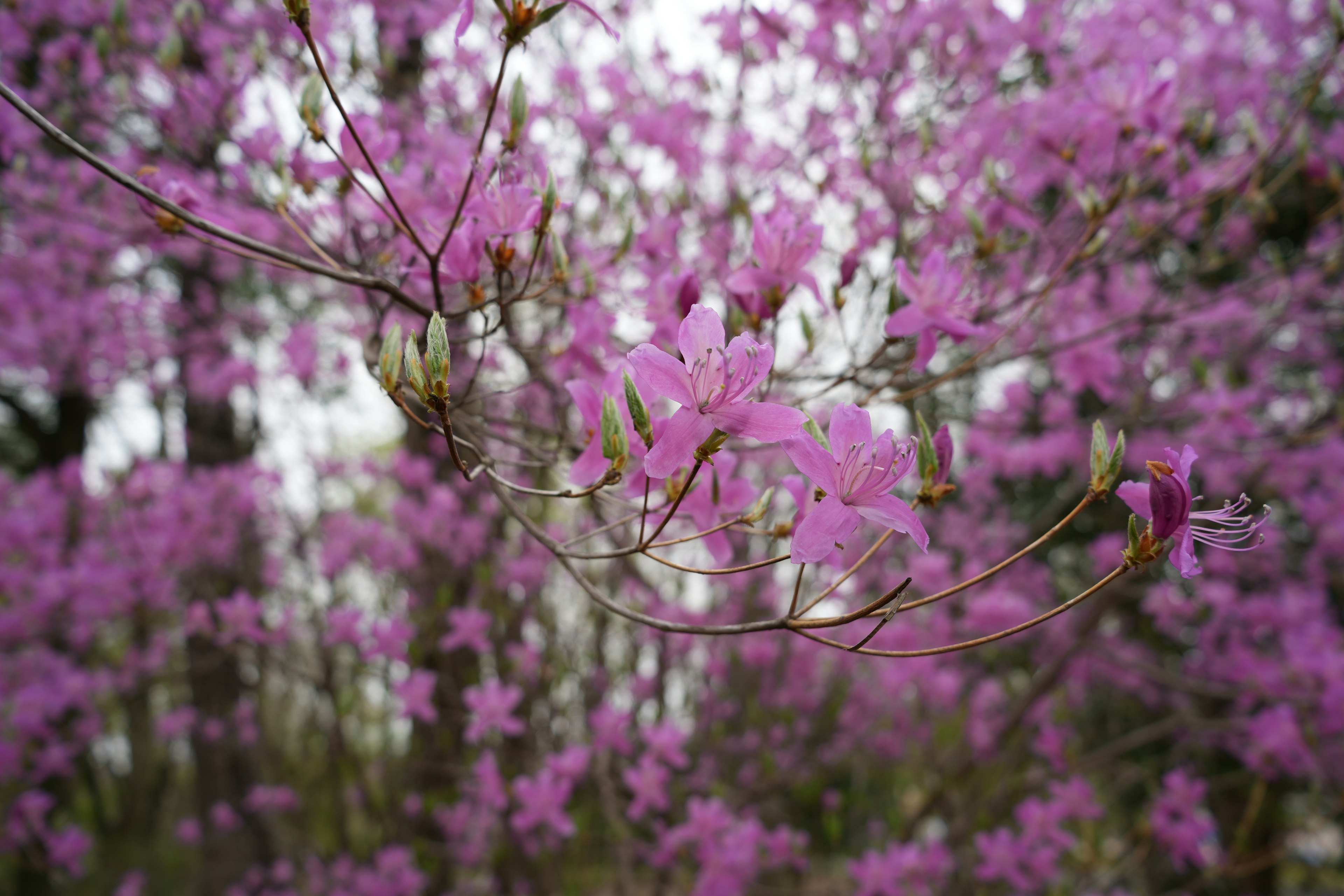 Acercamiento de ramas con flores rosas en flor