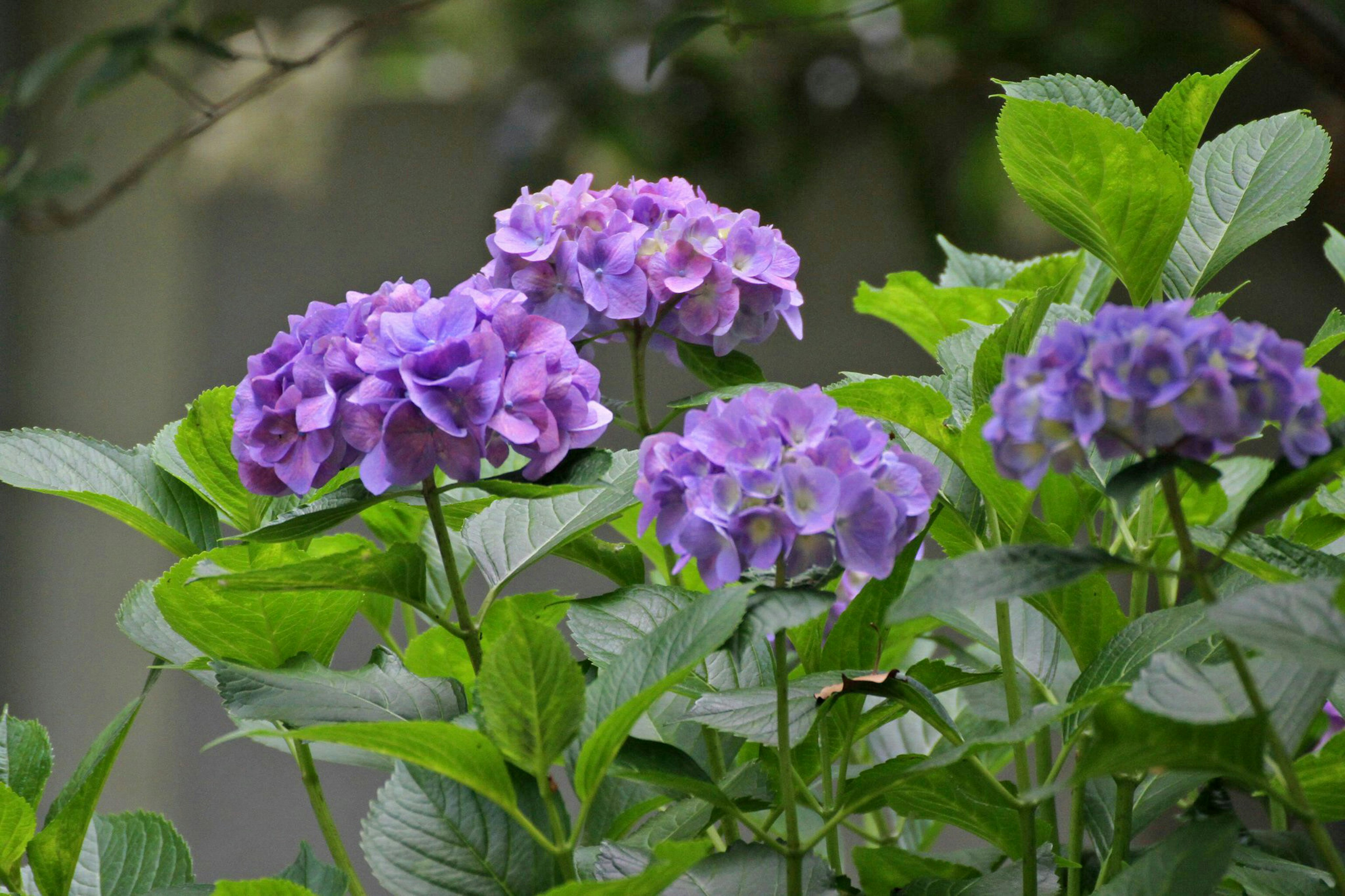 Lila Hortensienblüten mit grünen Blättern