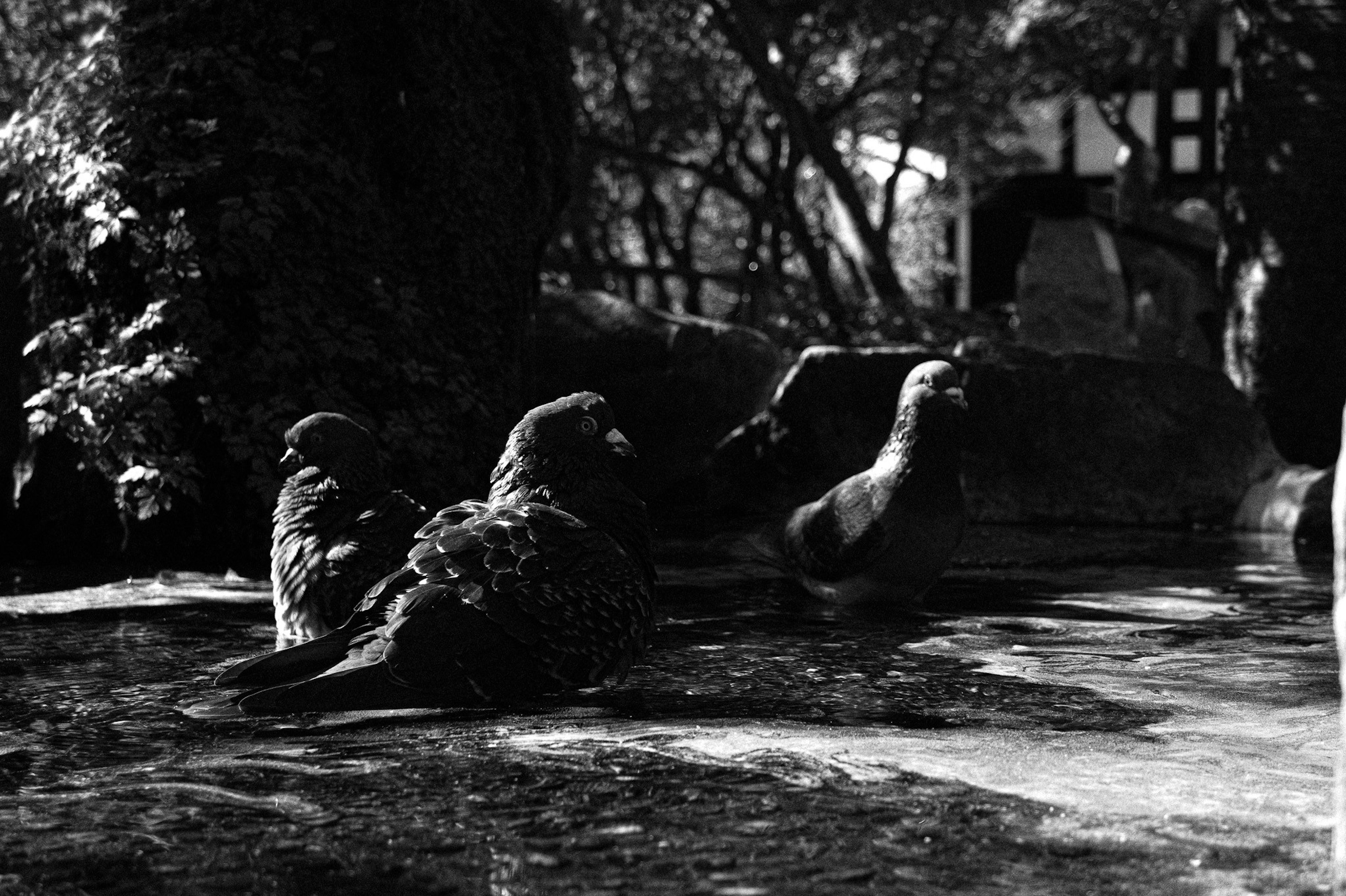 池の水にいる黒白の鳩たちの画像