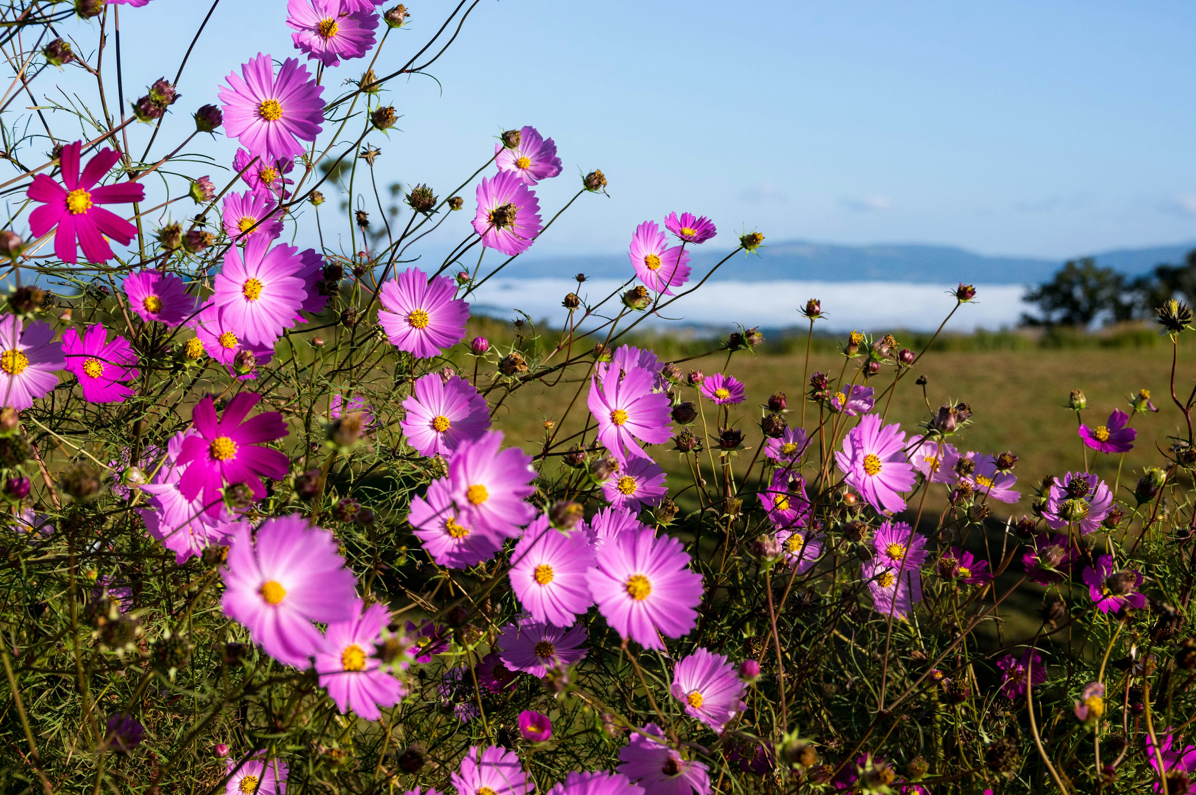 Bunga cosmos pink yang indah mekar di pemandangan yang indah