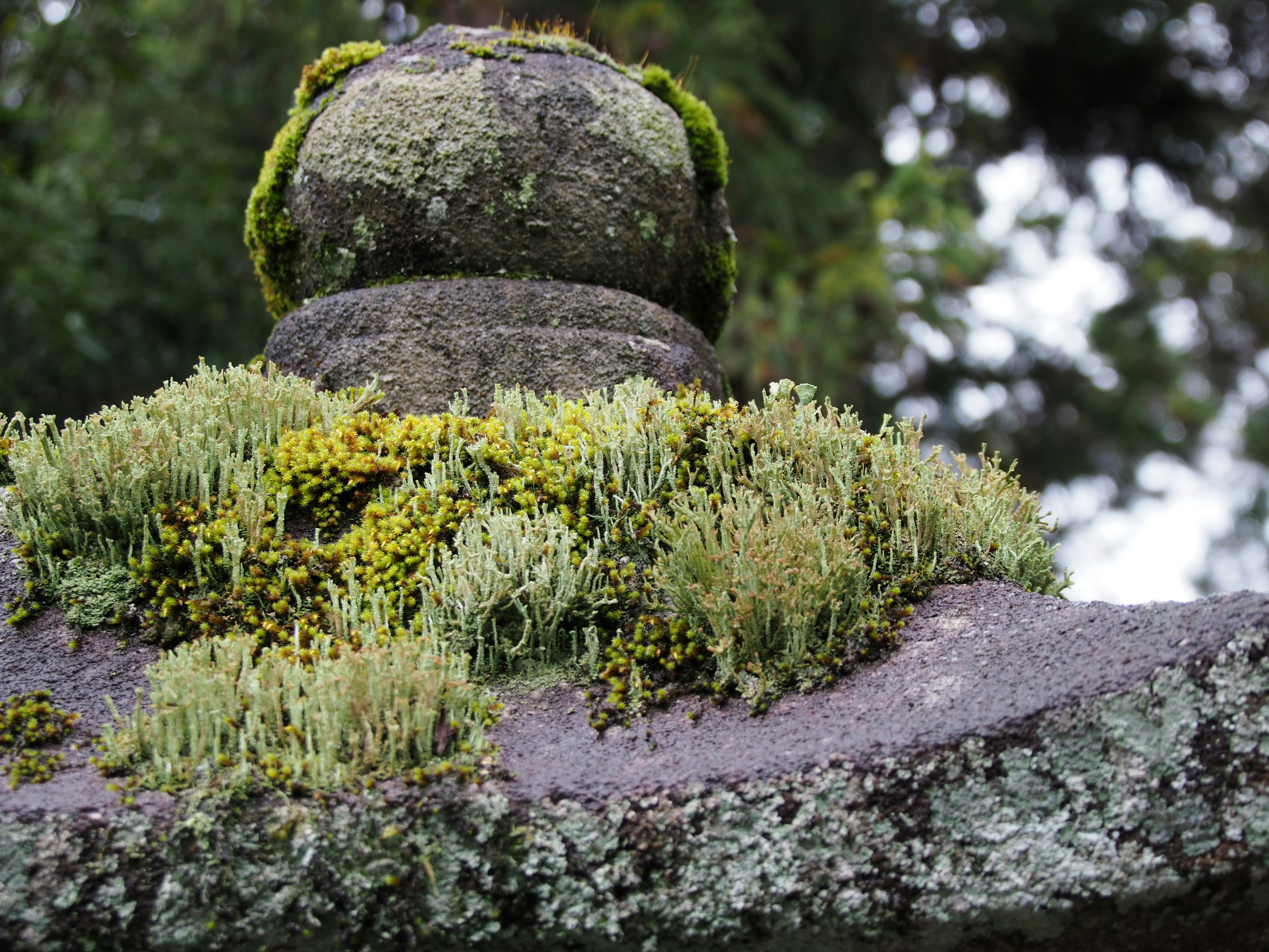 苔むした石灯籠の上に緑色の苔や植物が生えている