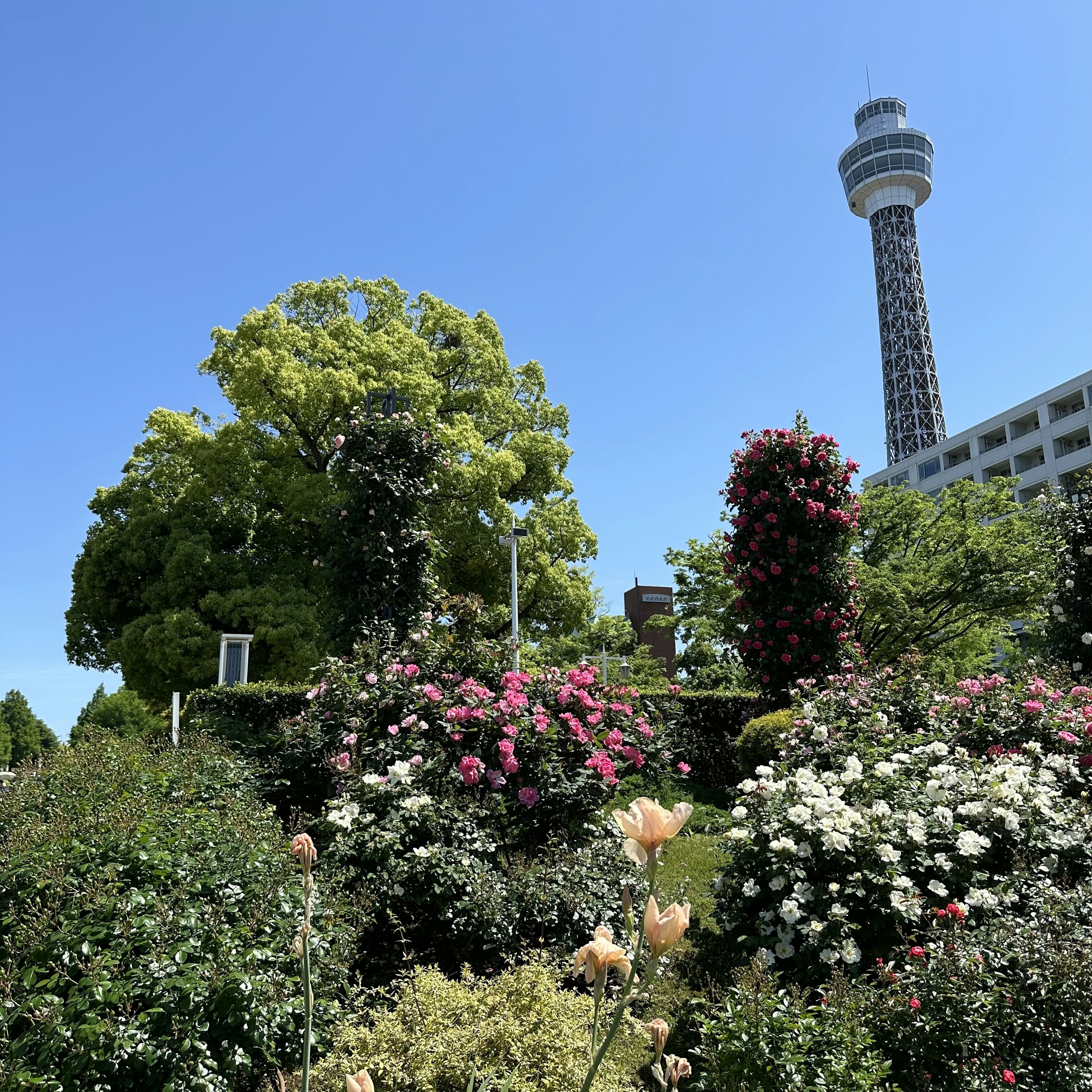 緑豊かな公園に咲く色とりどりのバラと高いタワーの風景