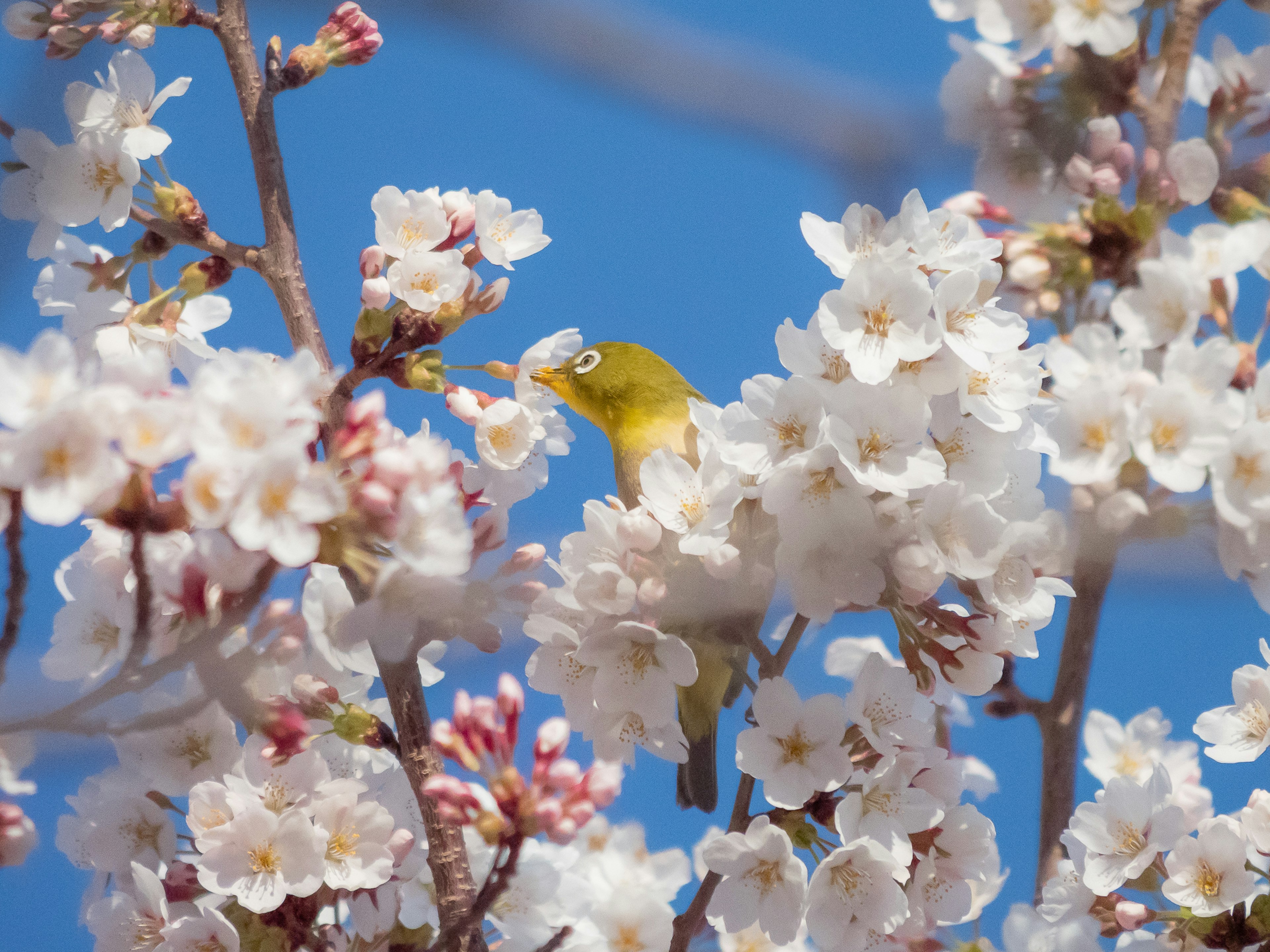 A small yellow bird among cherry blossoms against a blue sky