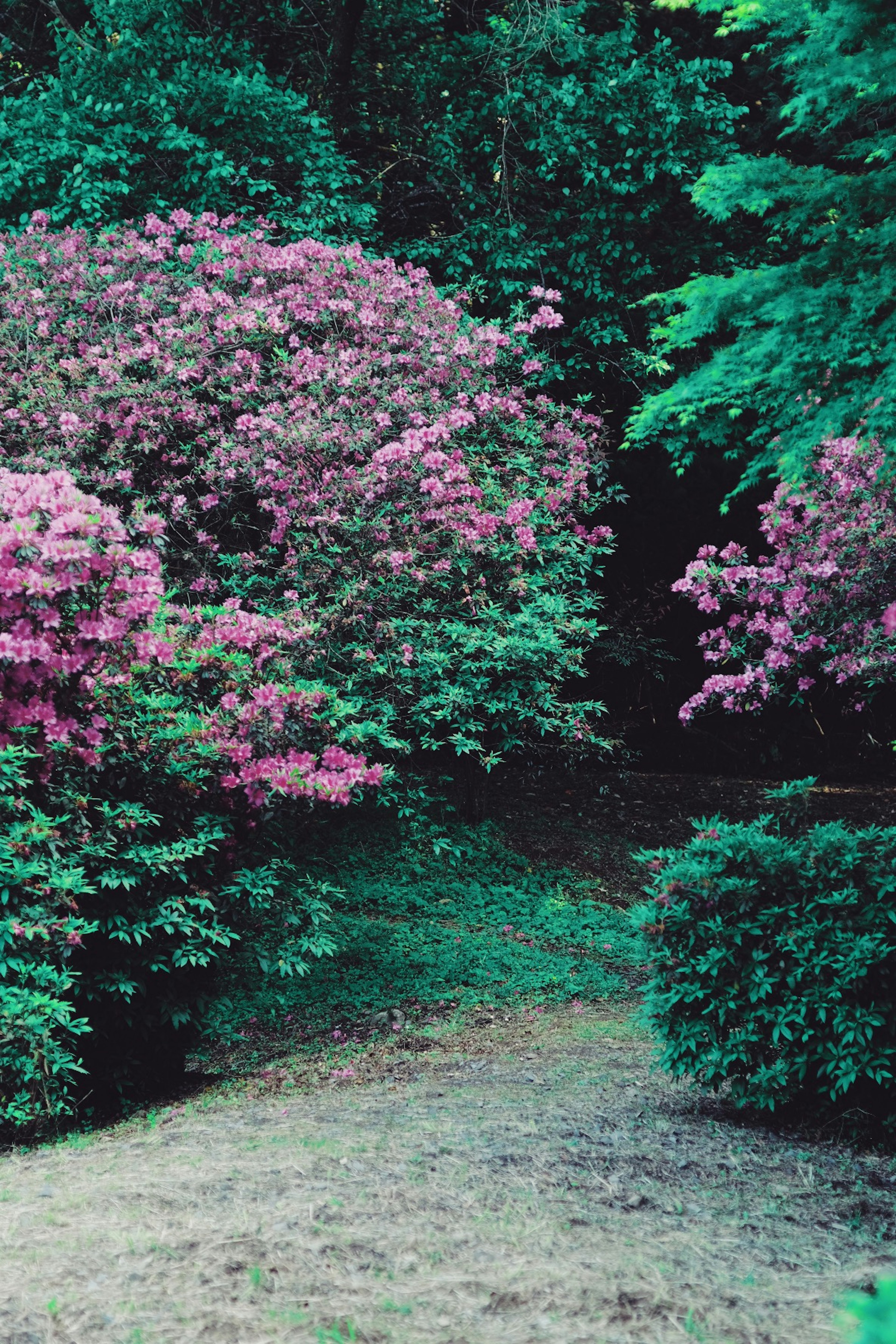 緑の木々とピンクの花の茂みがある静かな小道