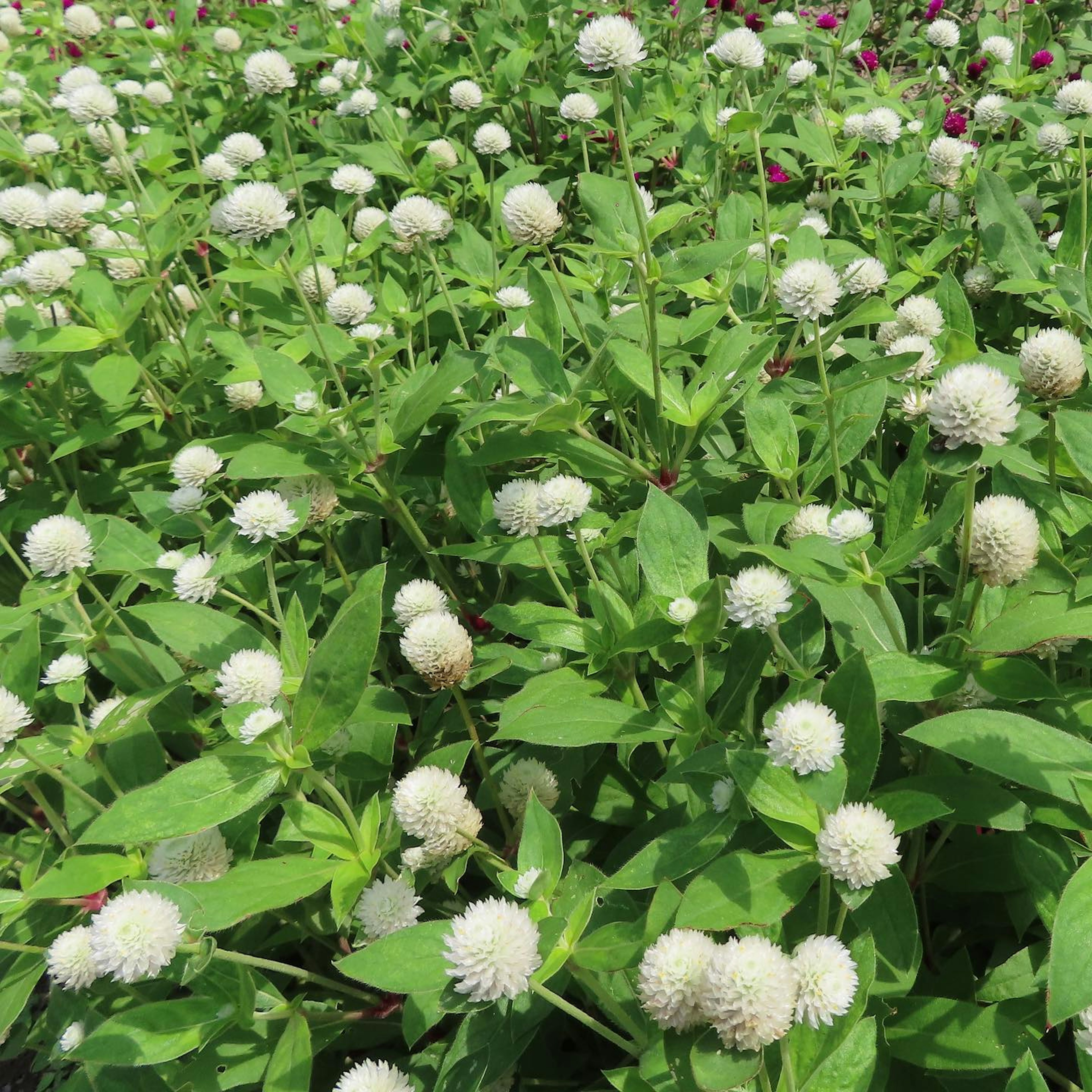 A field of white flowers surrounded by green leaves