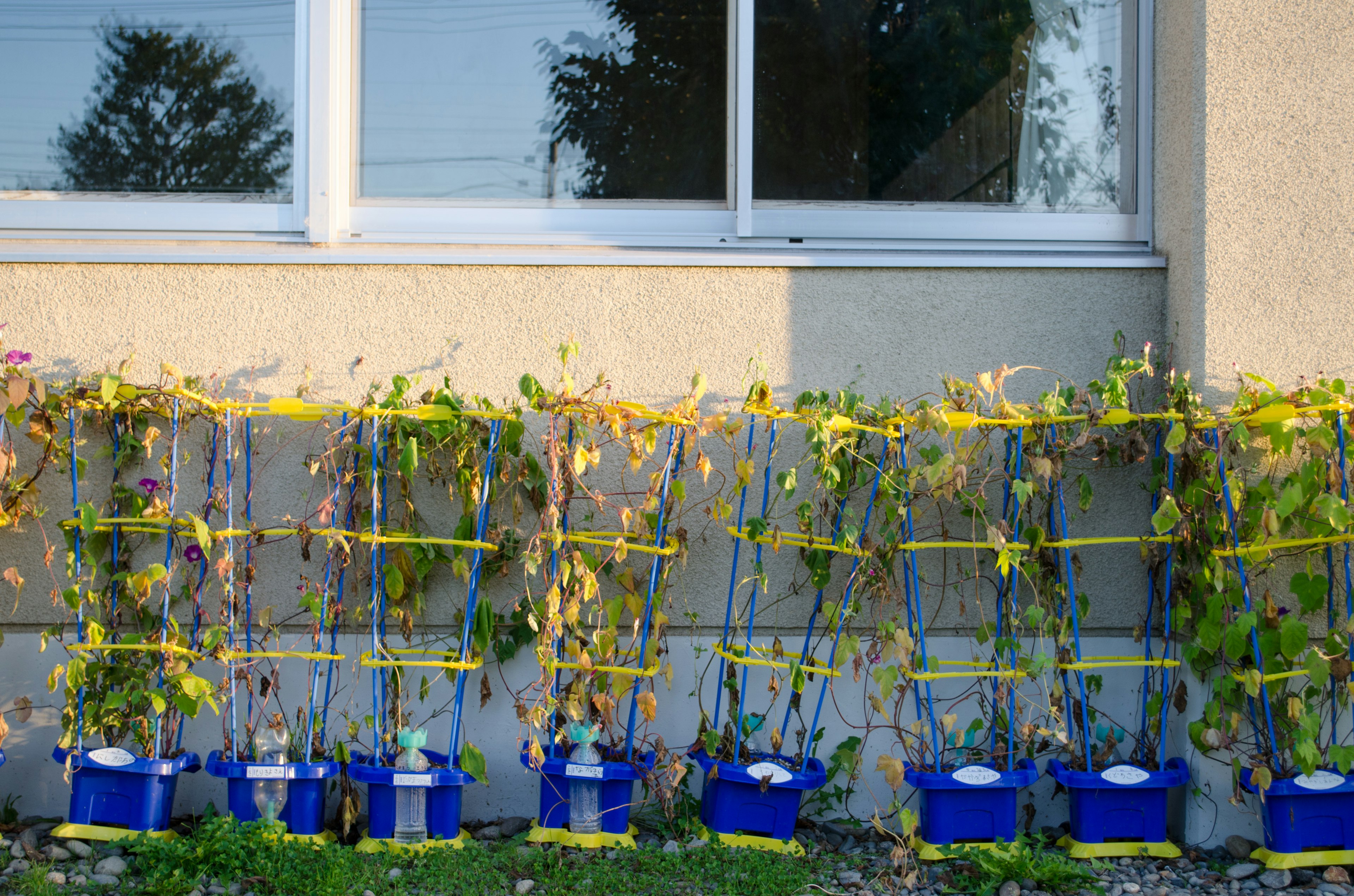 Une rangée de plantes en pot bleu disposées devant une fenêtre