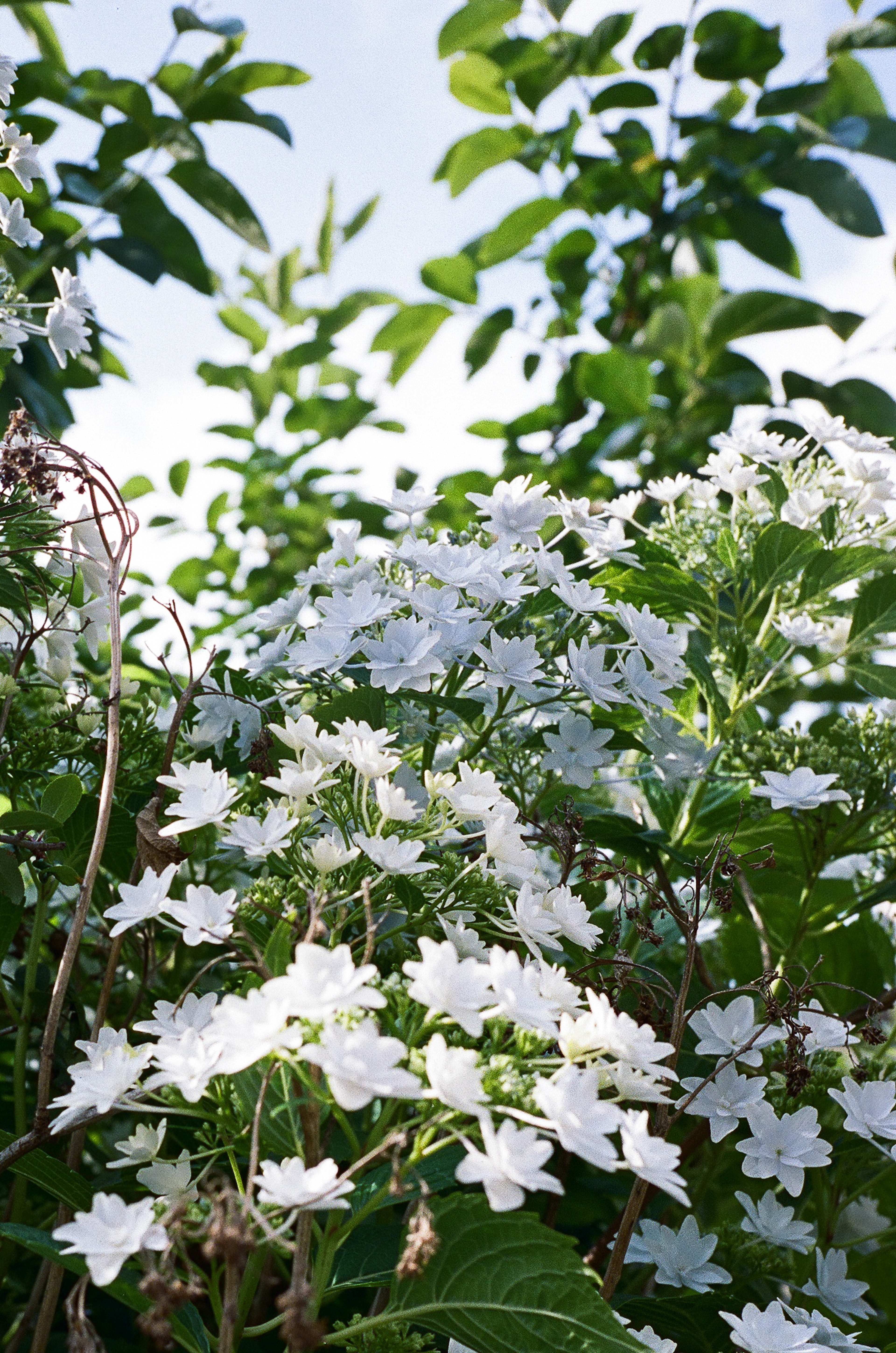 白い花が咲いている緑の葉の中の植物のクローズアップ