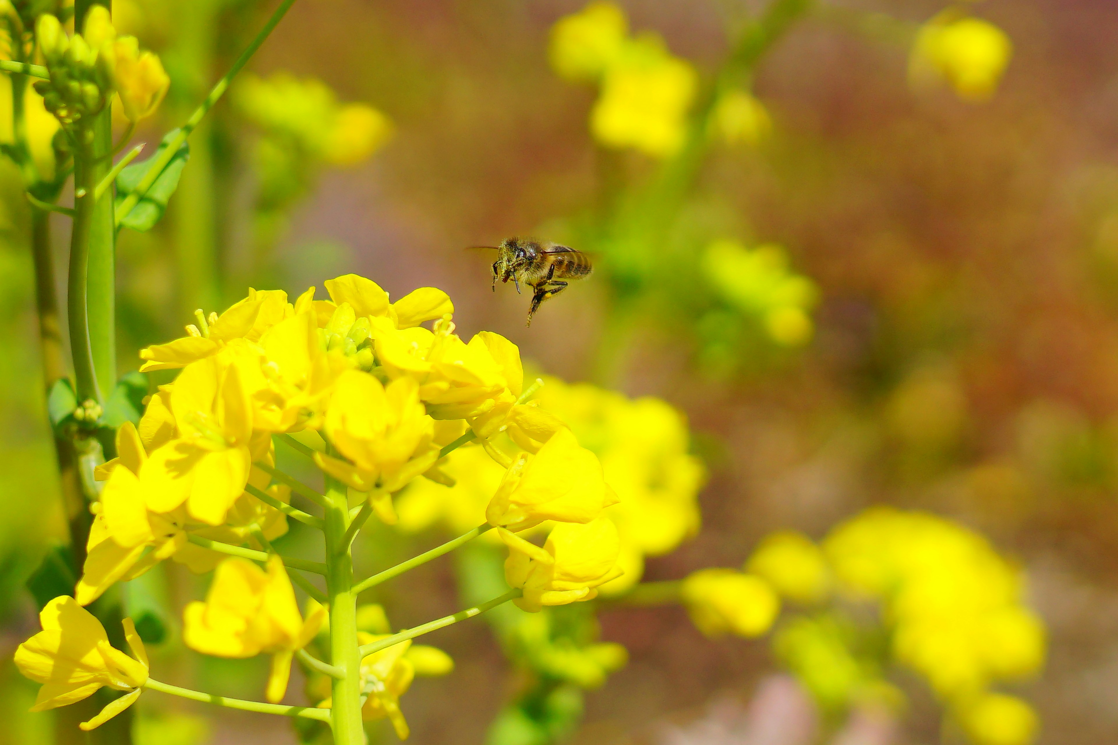 Un gros plan de fleurs jaunes avec une abeille flottant à proximité