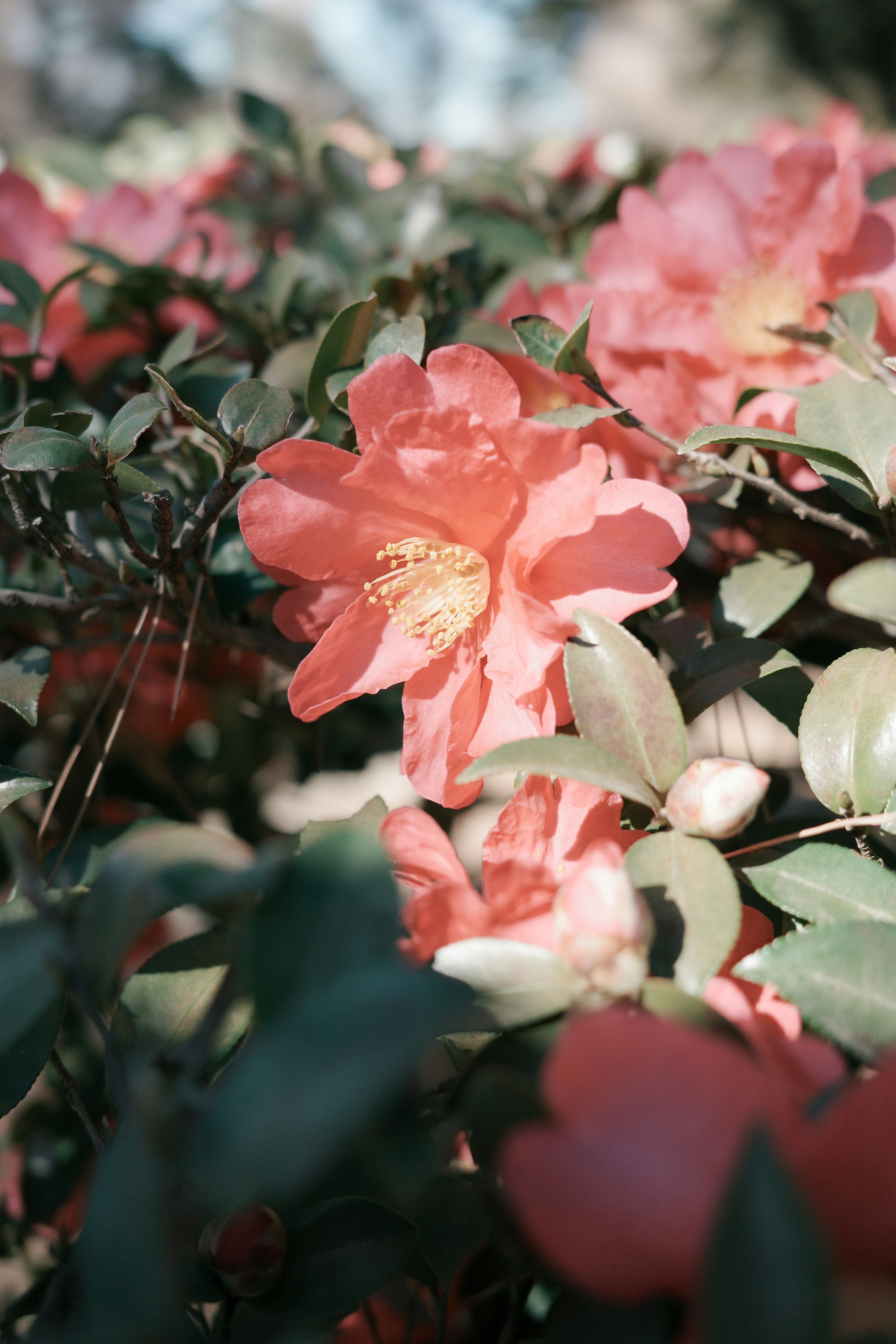 Close-up of a plant with pale pink flowers among green leaves