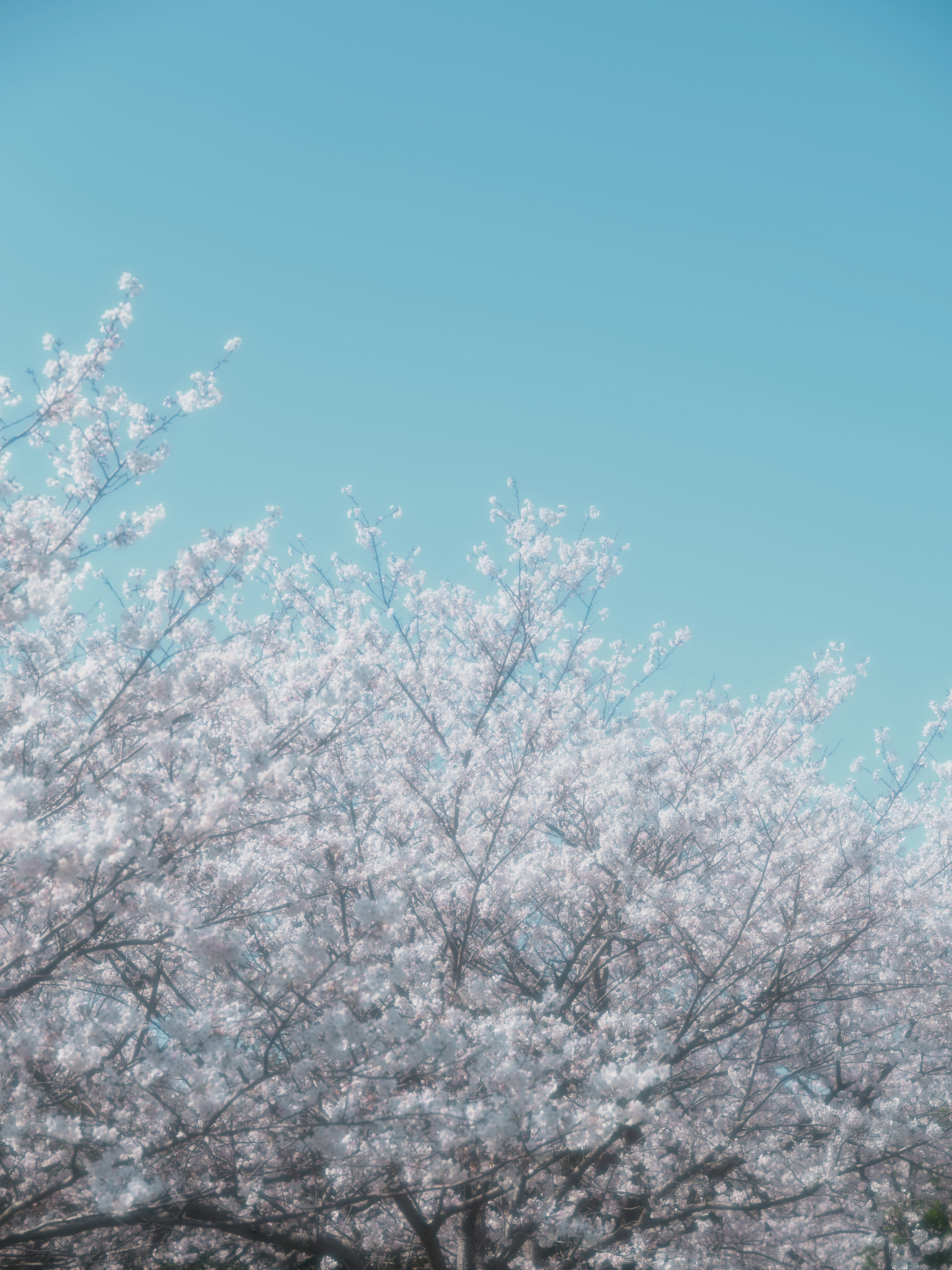 Pohon bunga sakura mekar di bawah langit biru cerah