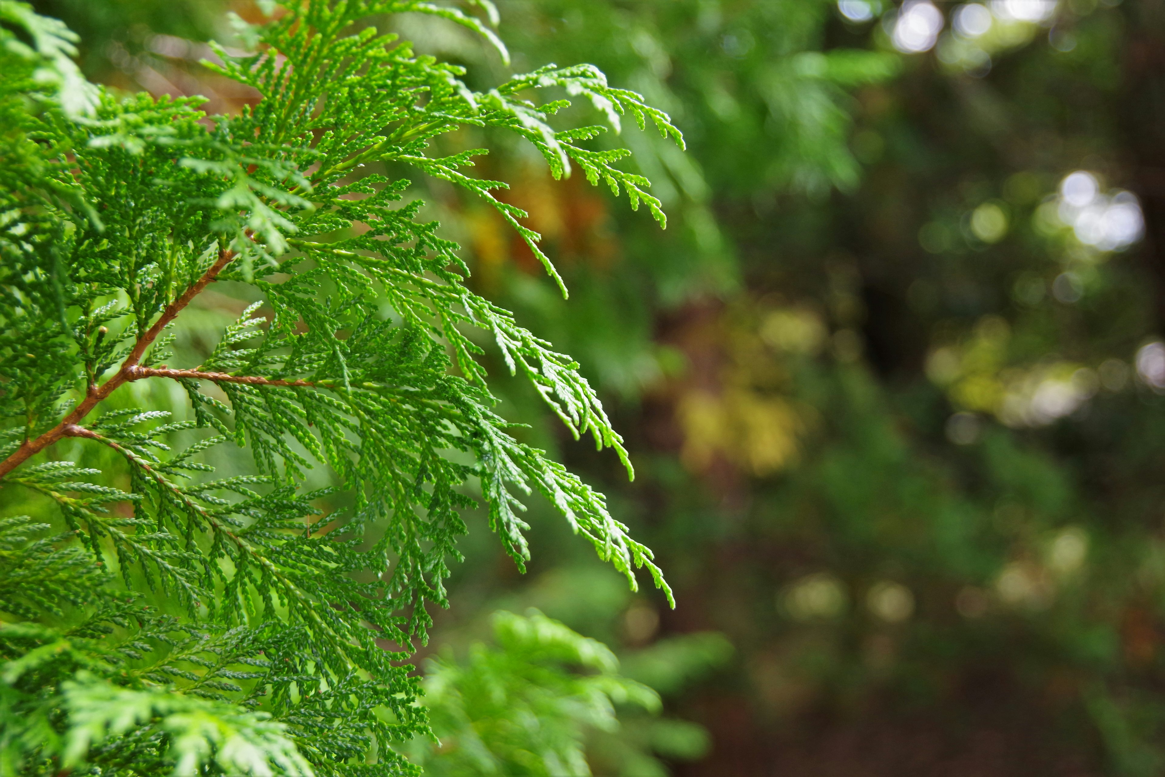 Acercamiento de hojas verdes exuberantes en una rama de árbol