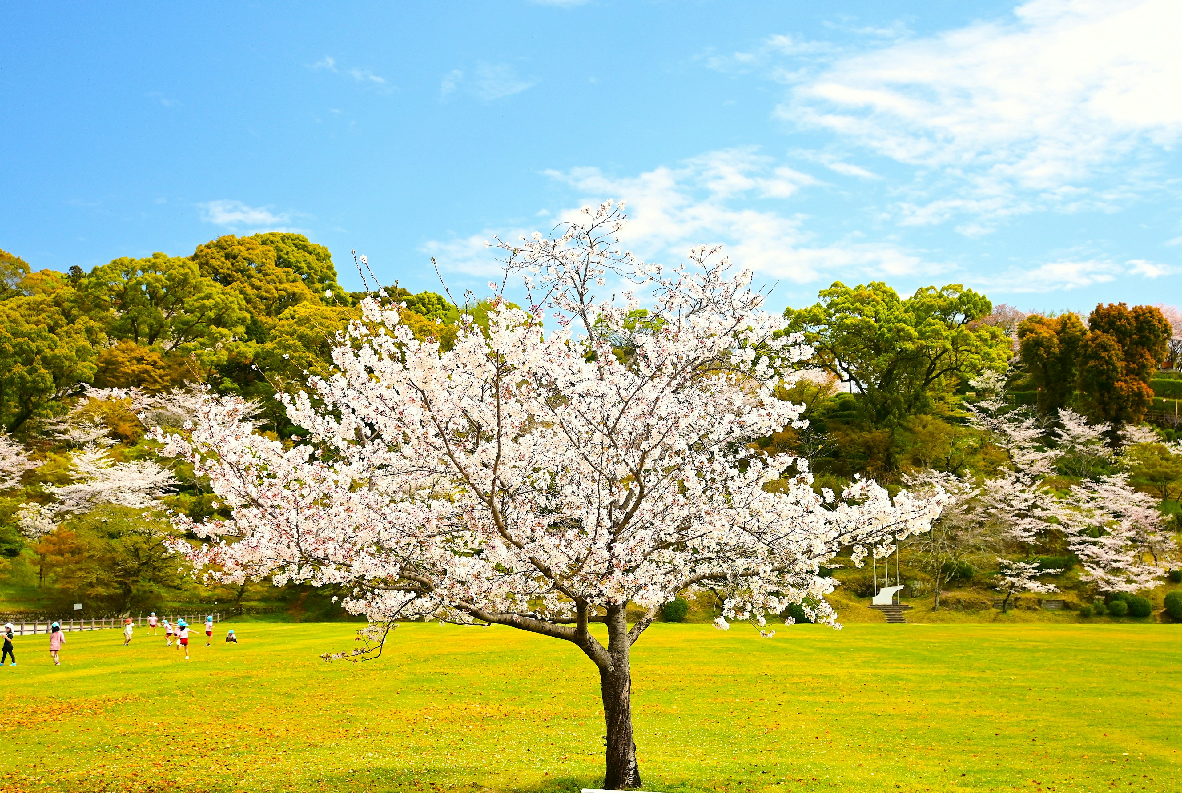 青空の下に咲く美しい桜の木と緑の草原