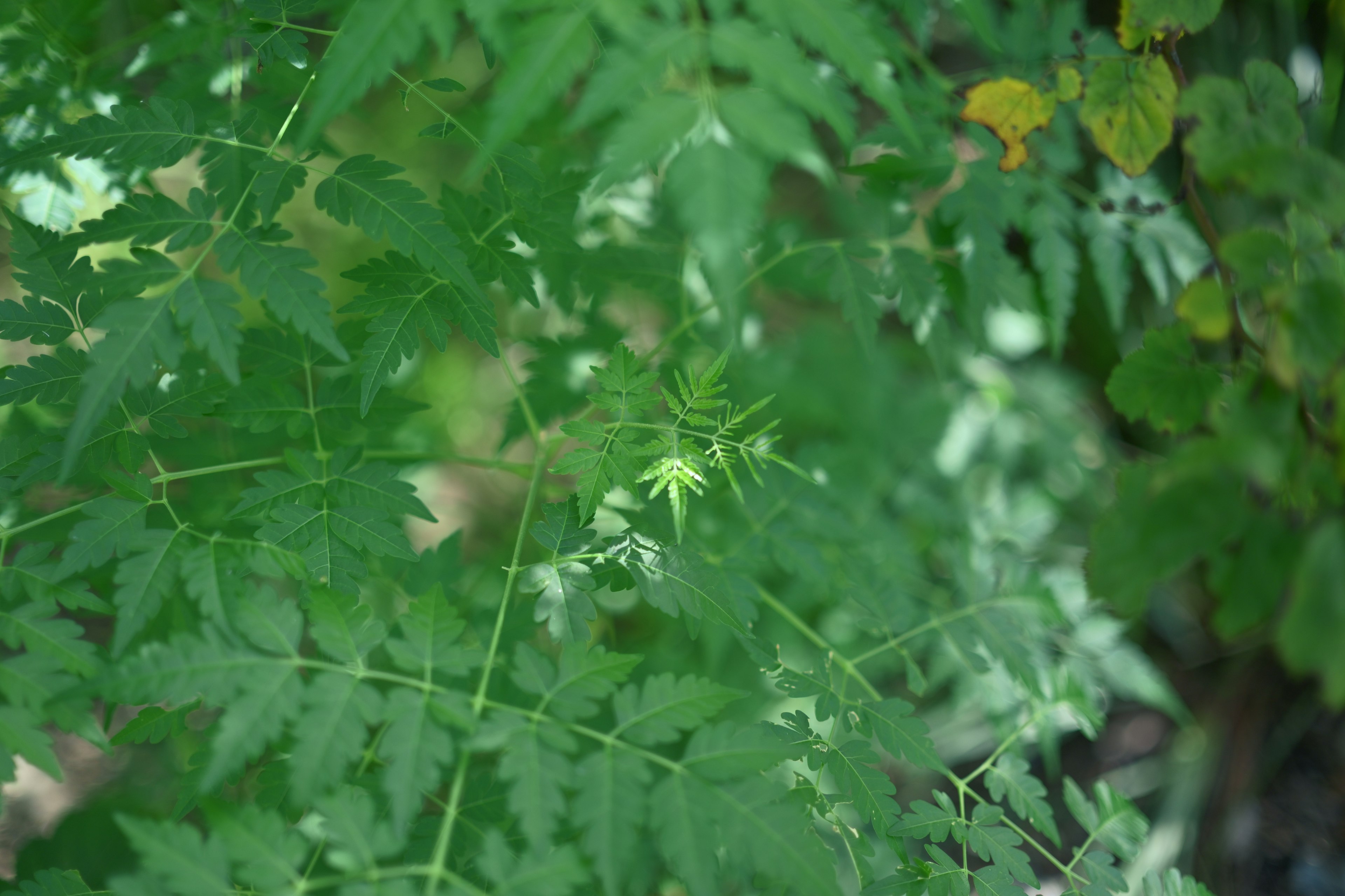 Gros plan d'une plante avec des feuilles vertes vibrantes