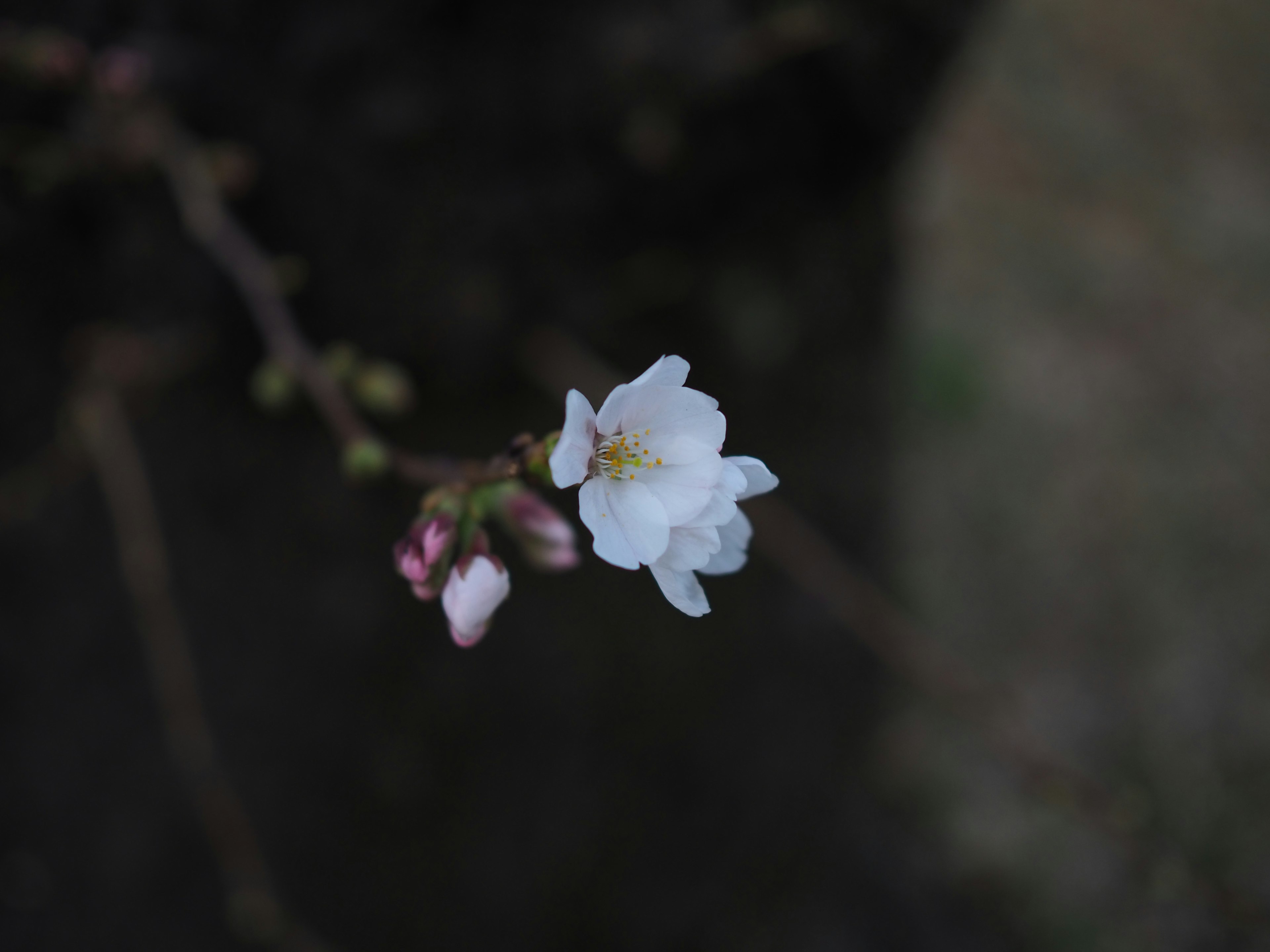 A branch with a white flower and pink buds